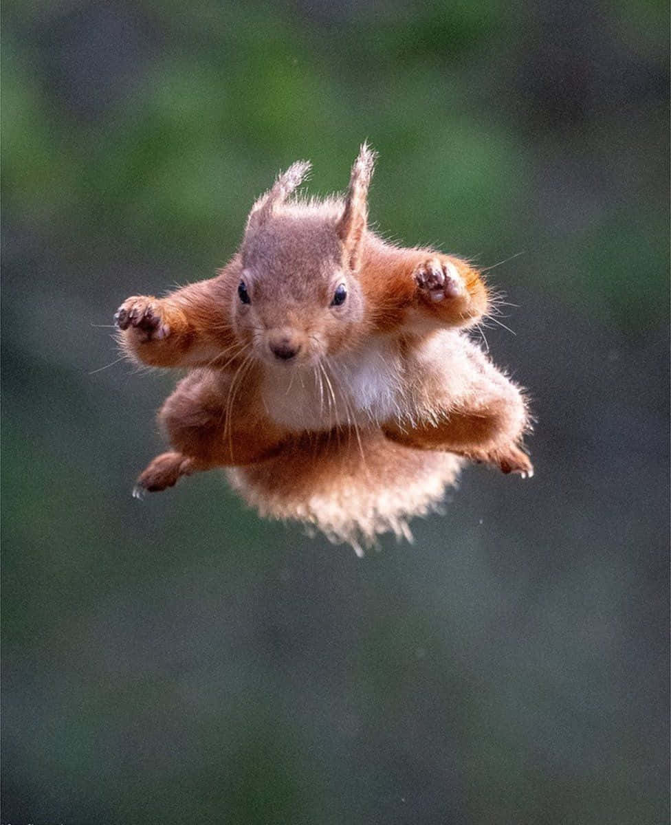 Flying Red Funny Squirrel Pictures