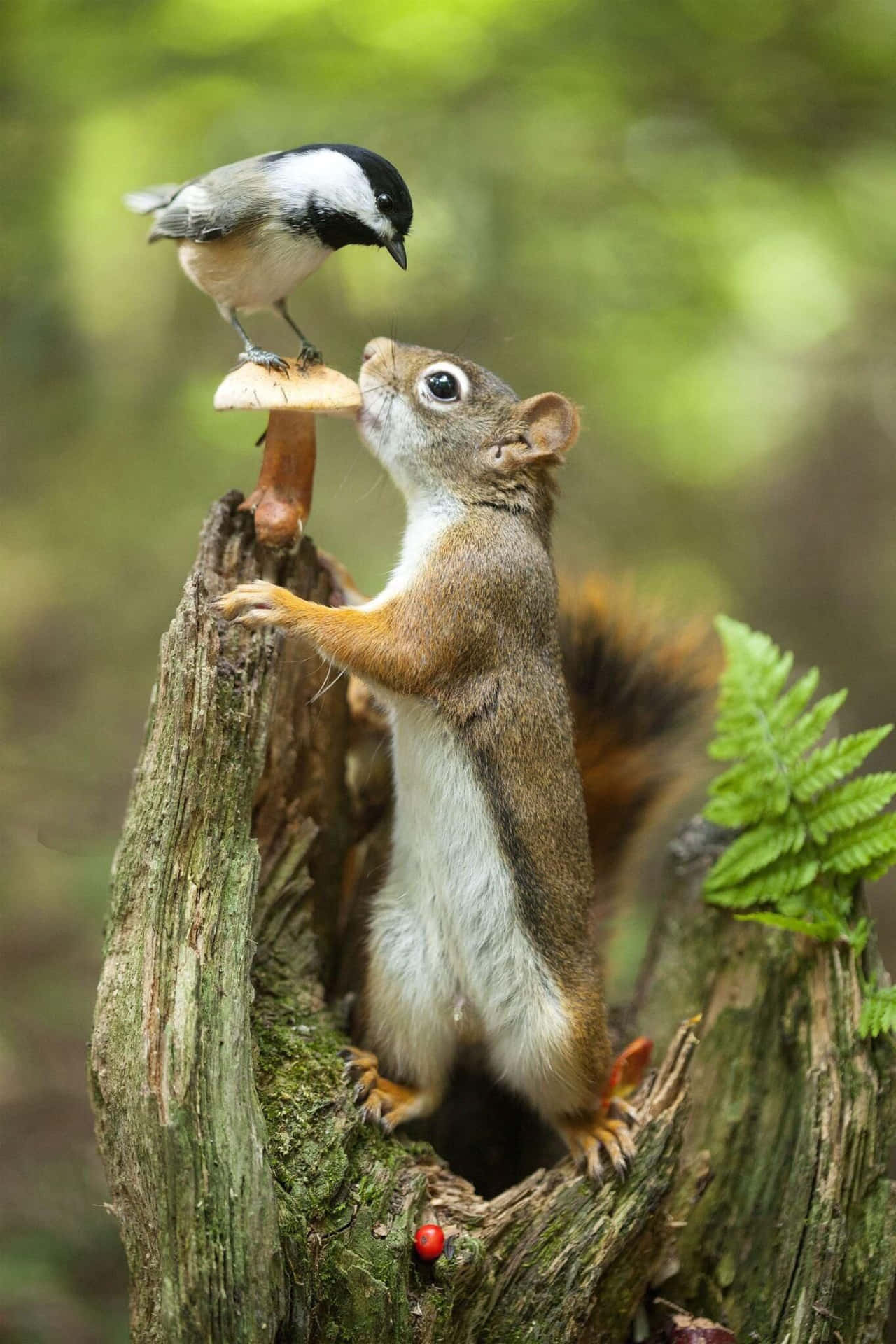 Funny Squirrel Pictures 1365 x 2048 Picture