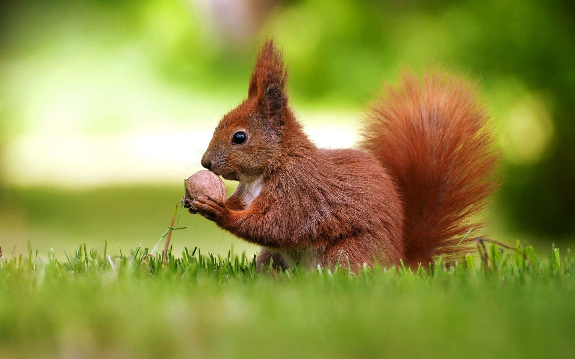 Sjove egern spiser nød på græs billeder