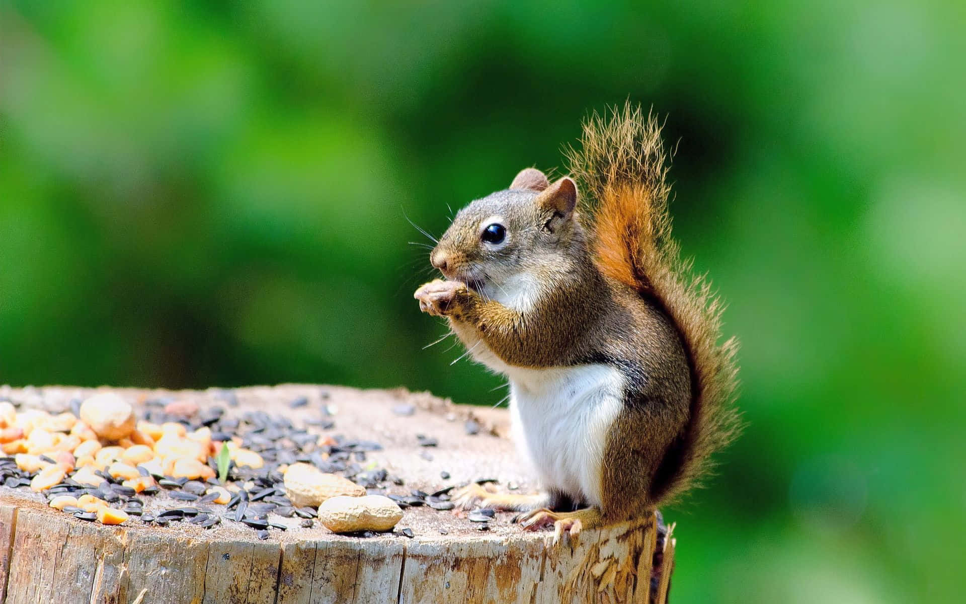 Winzigelustige Eichhörnchen Auf Baumstamm-bildern