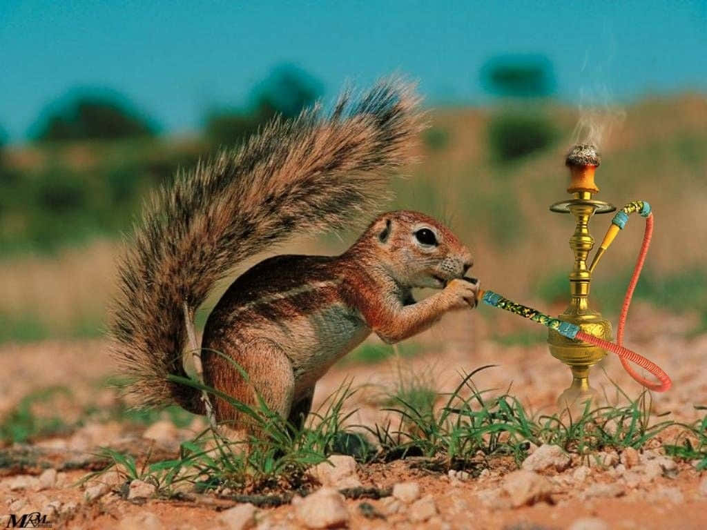 Lustigebilder Von Einem Eichhörnchen Beim Rauchen Im Bokeh-stil