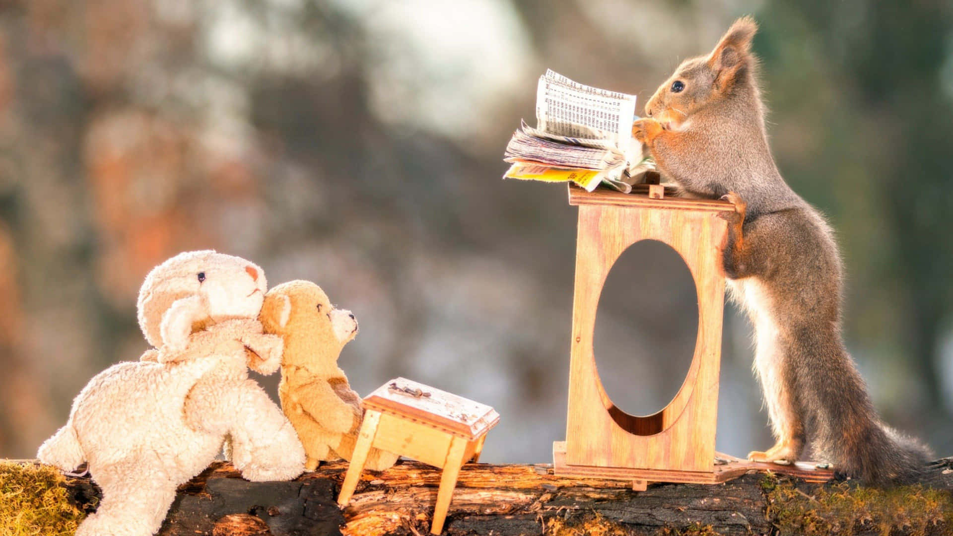 Funny Squirrel With Stuffed Toys Pictures