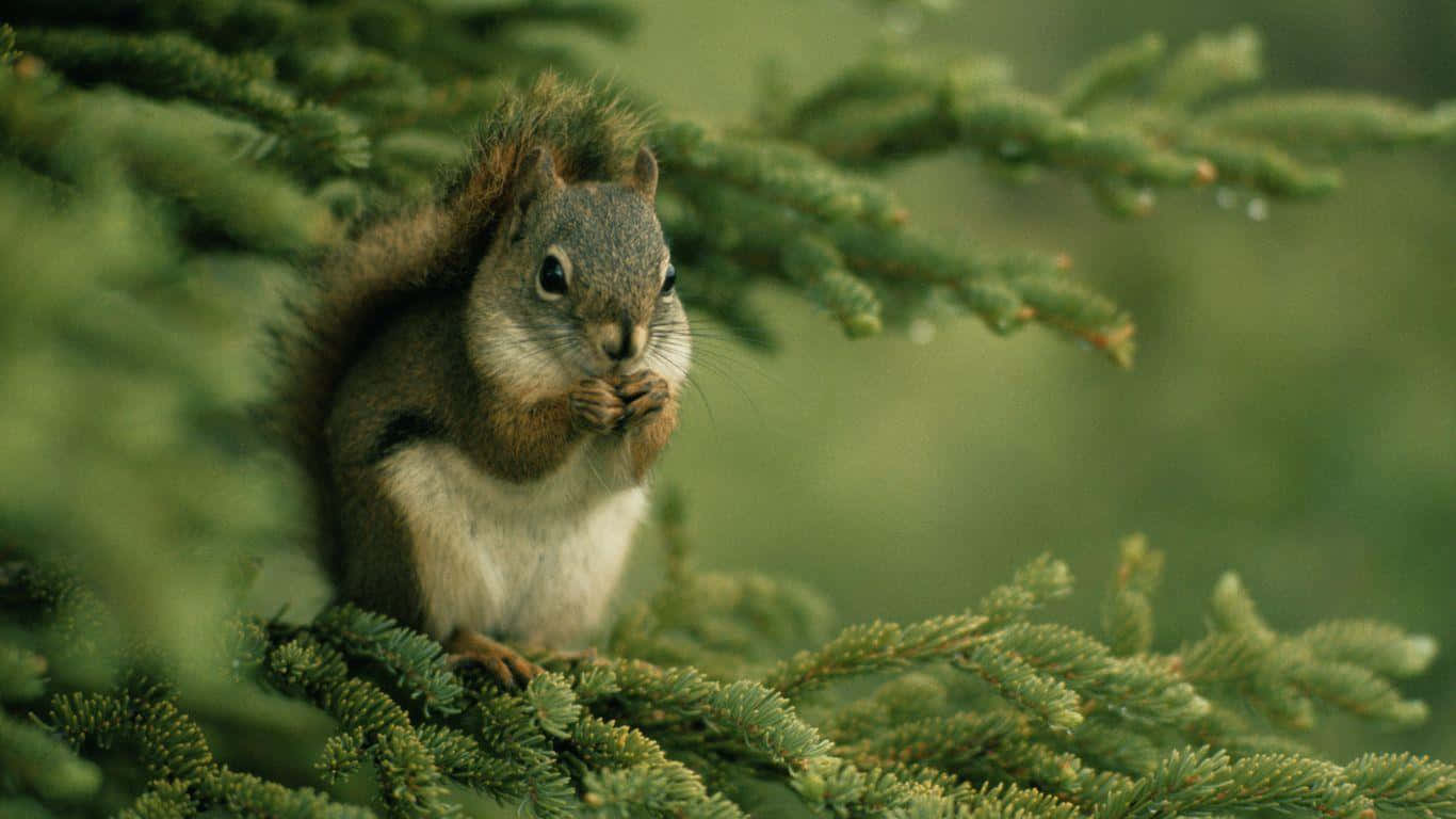 Funny Squirrel On Pine Tree Pictures