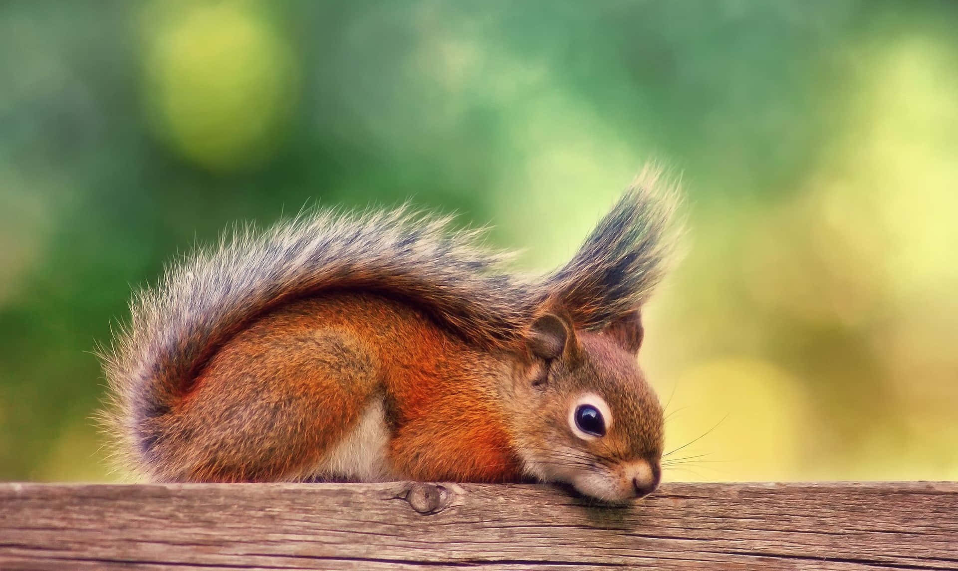 Funny Squirrel On Wood Pictures