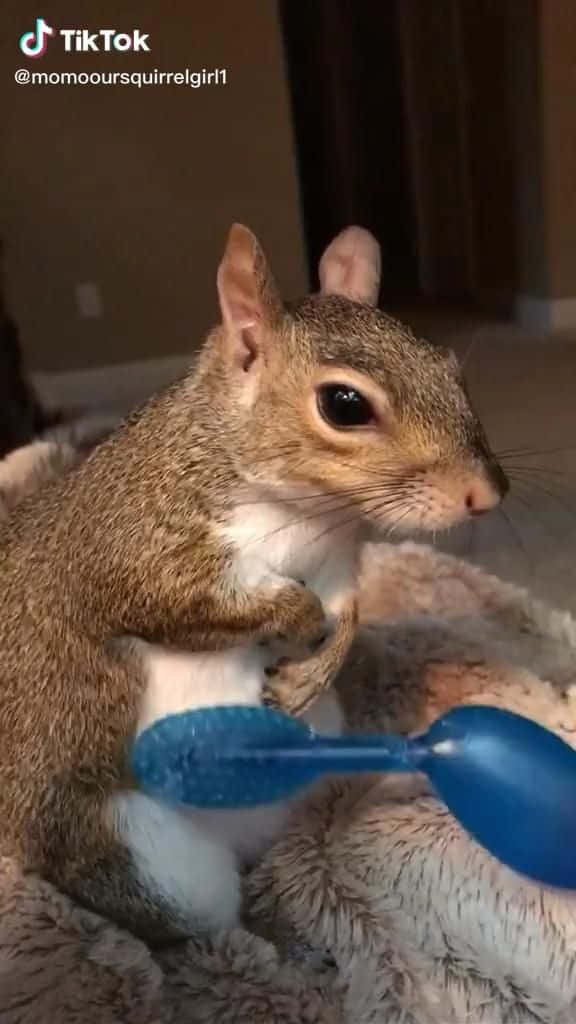 Einfrecher Eichhörnchen Zeigt Sich, Wie Es Spaß Hat!