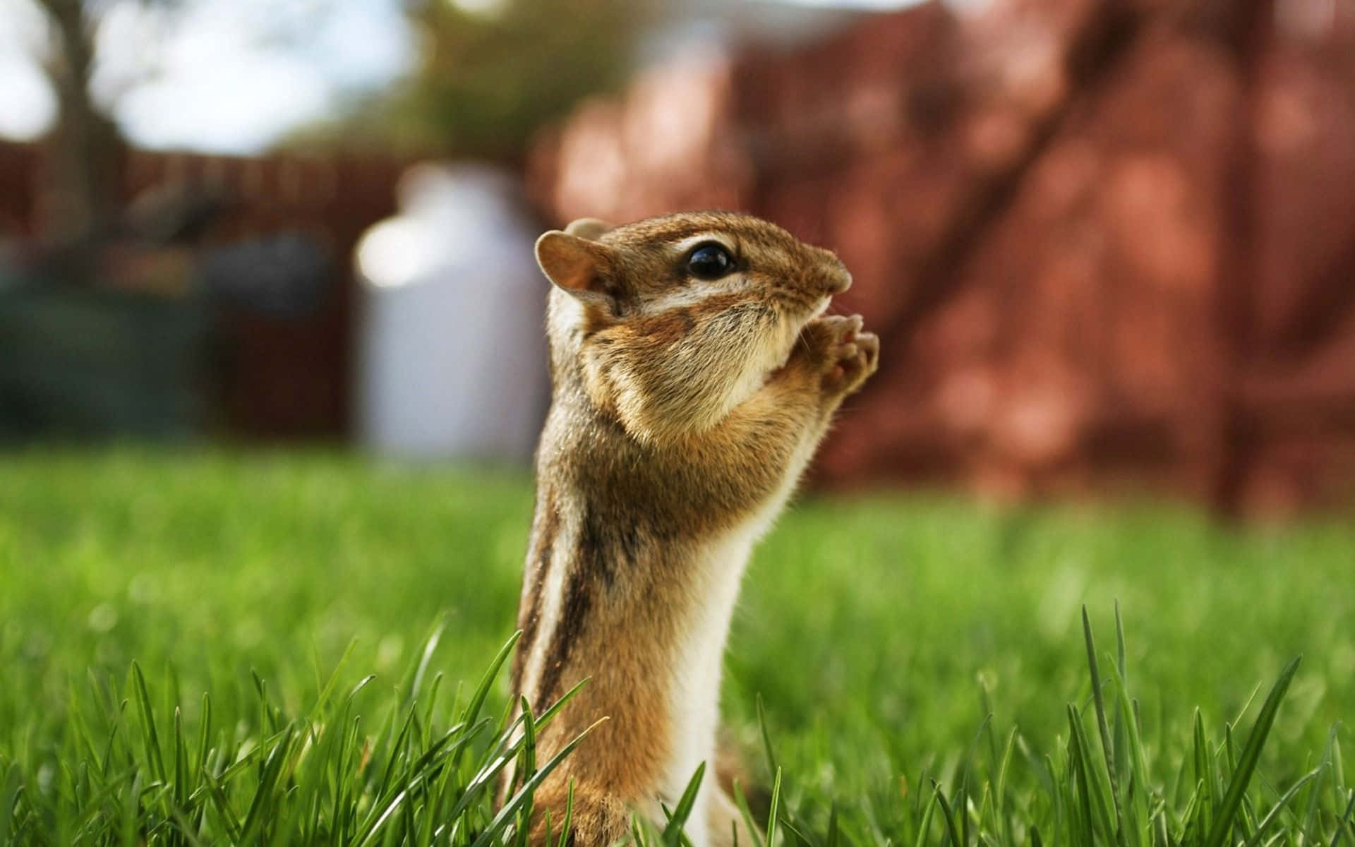 Lustigeeichhörnchen-bilder, Auf Denen Sie Auf Gras Stehen.