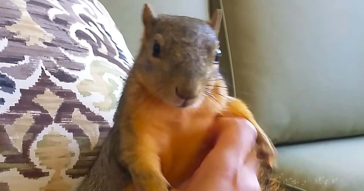 Funny Squirrel On A Couch Pictures