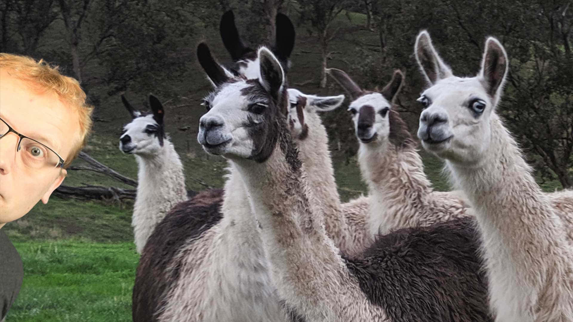 A Man With Glasses Is Standing In Front Of A Group Of Llamas