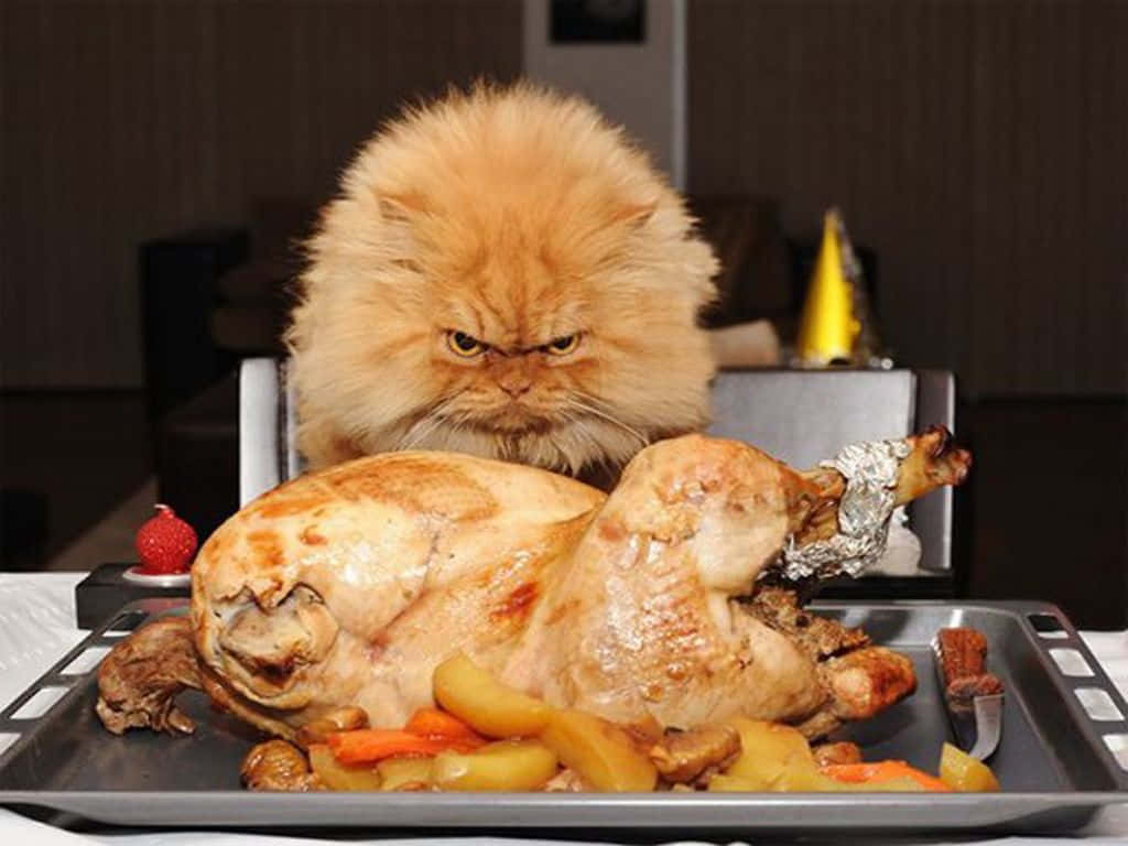 Funny Thanksgiving Angry Cat Background