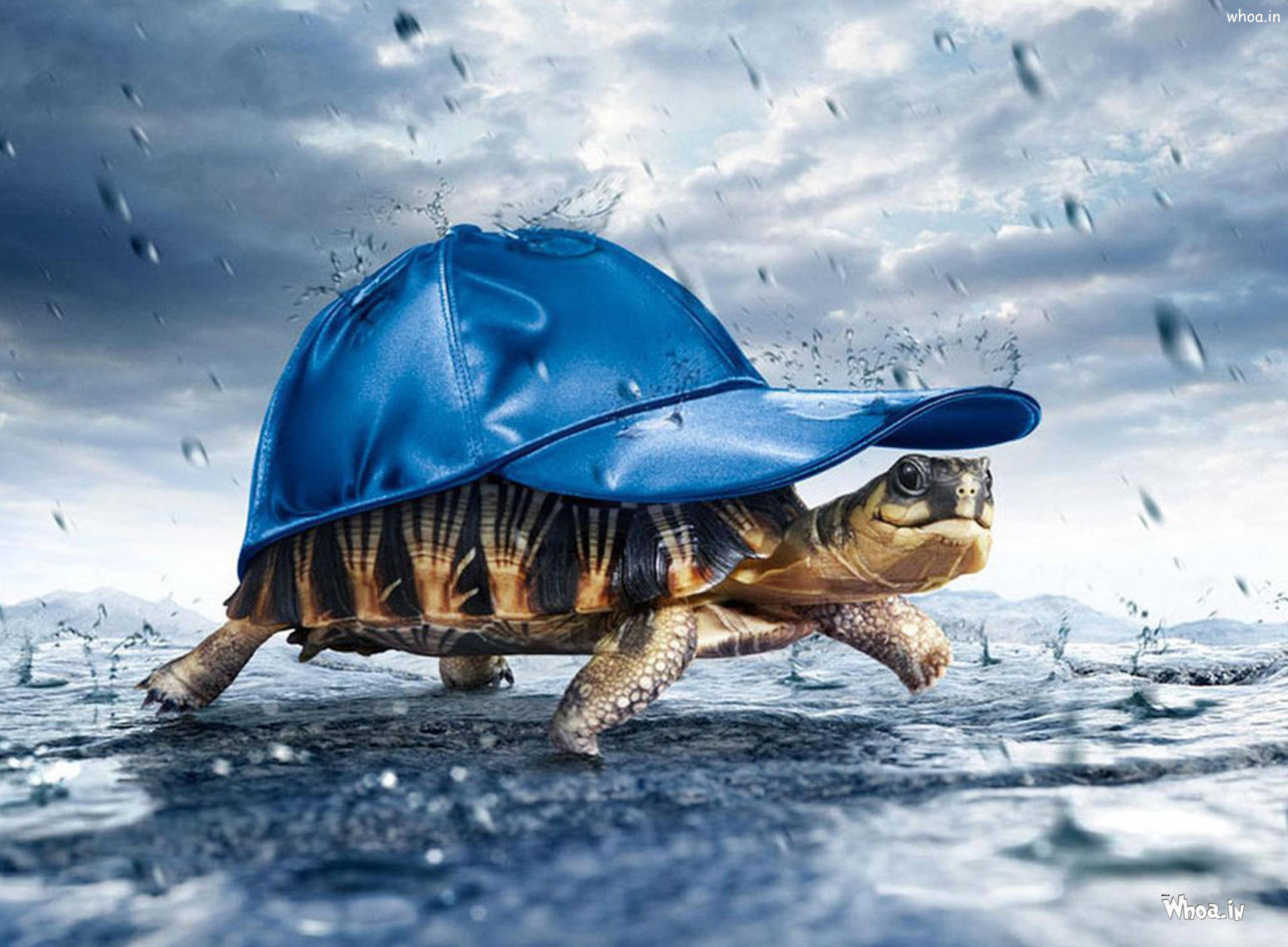 Cheerful Tortoise Sporting a Blue Cap Wallpaper