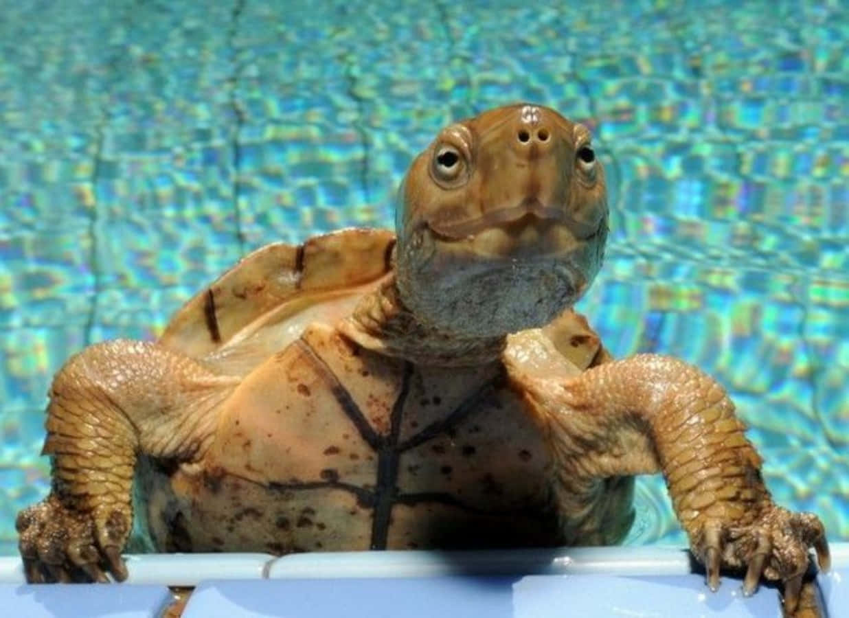 Funny Turtle Pictures Pool Picture