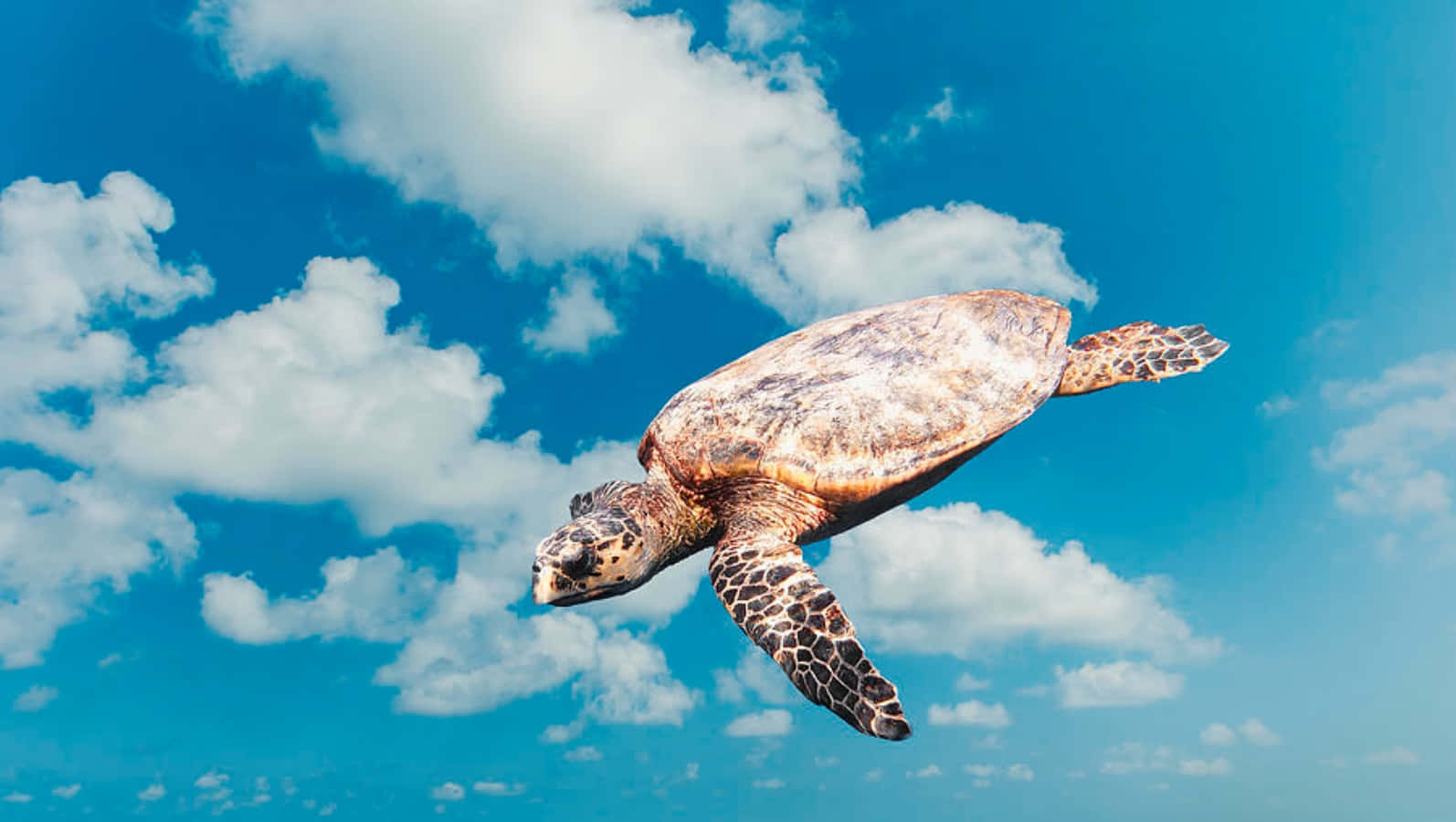 A Sea Turtle Swimming In The Blue Sky