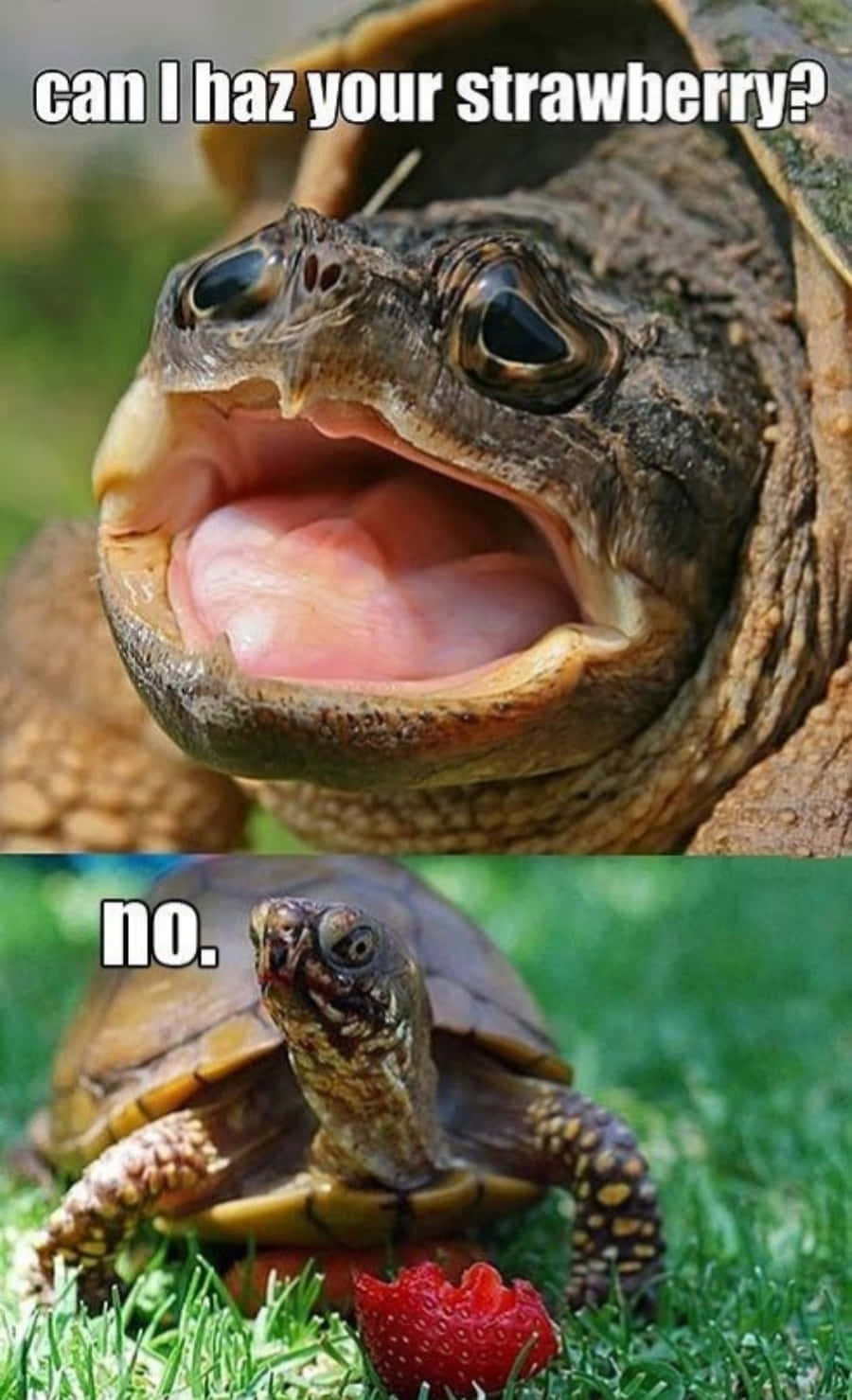 Eineschildkröte Isst Erdbeeren Und Eine Schildkröte Isst Erdbeeren.