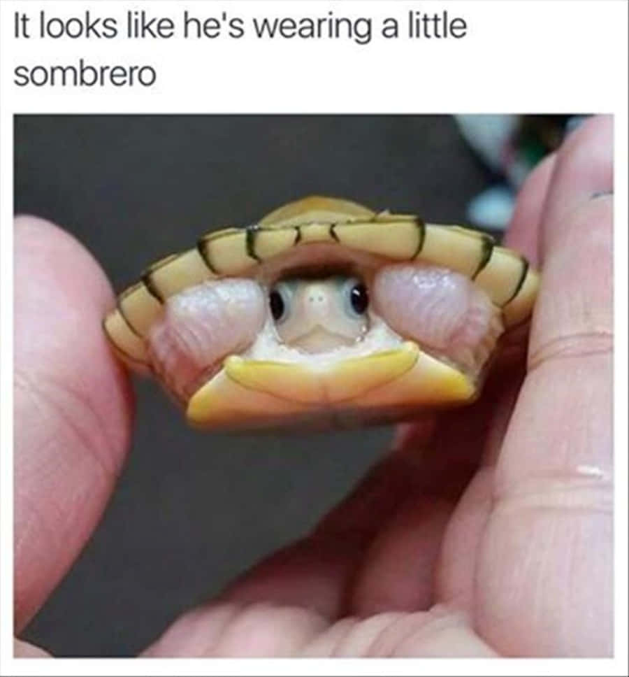 Funny Turtle Mini Picture