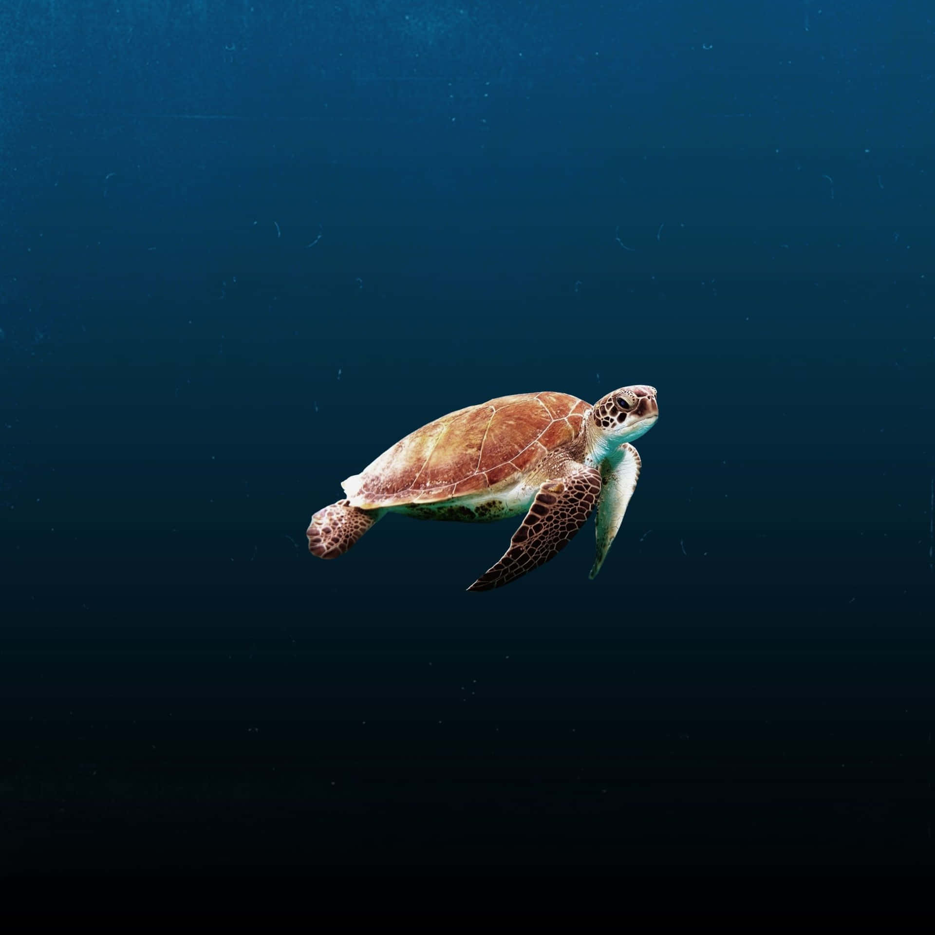 Eineschildkröte, Die Im Ozean Schwimmt