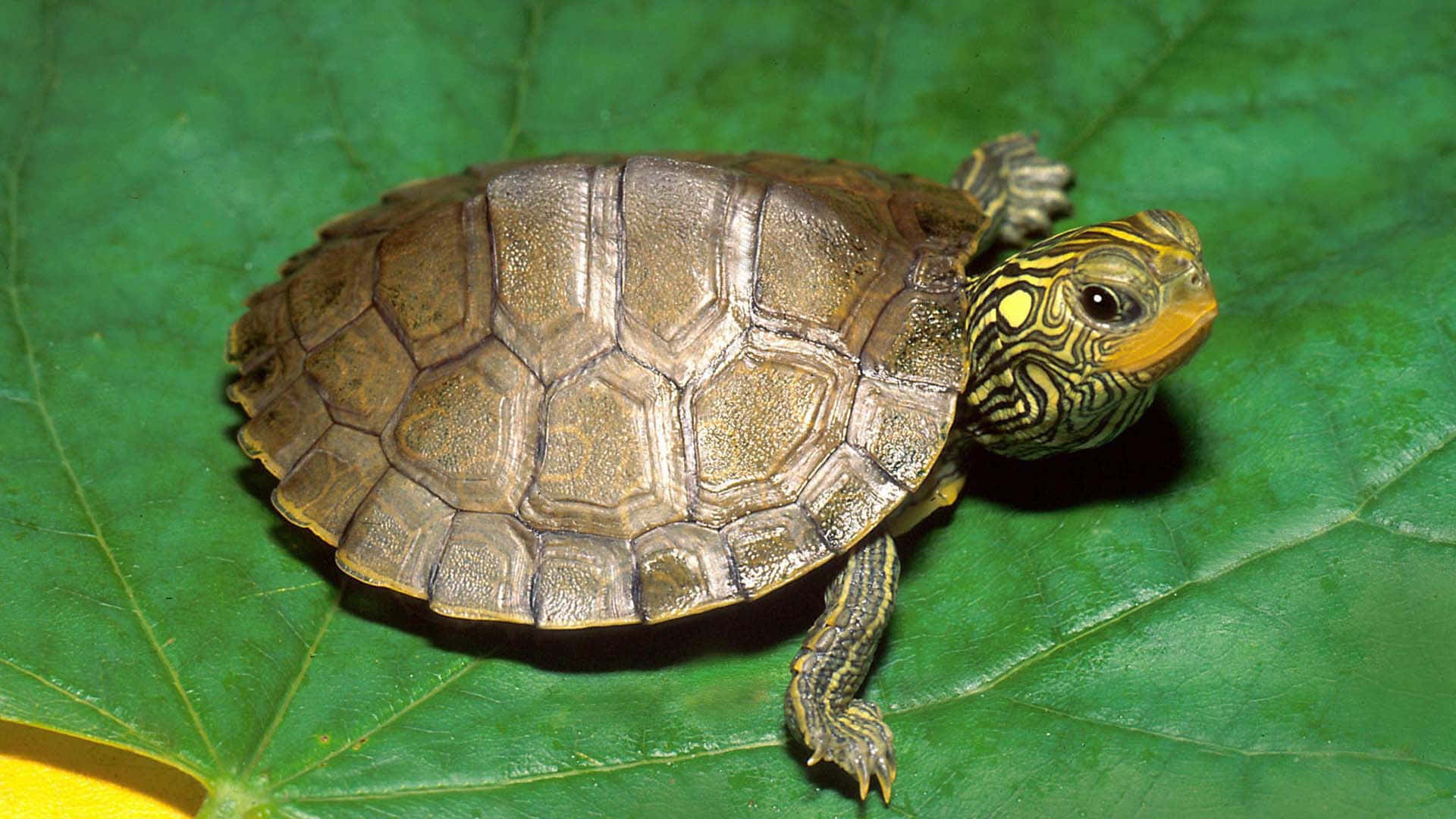 Einelustig Aussehende Schildkröte Macht Eine Pause.