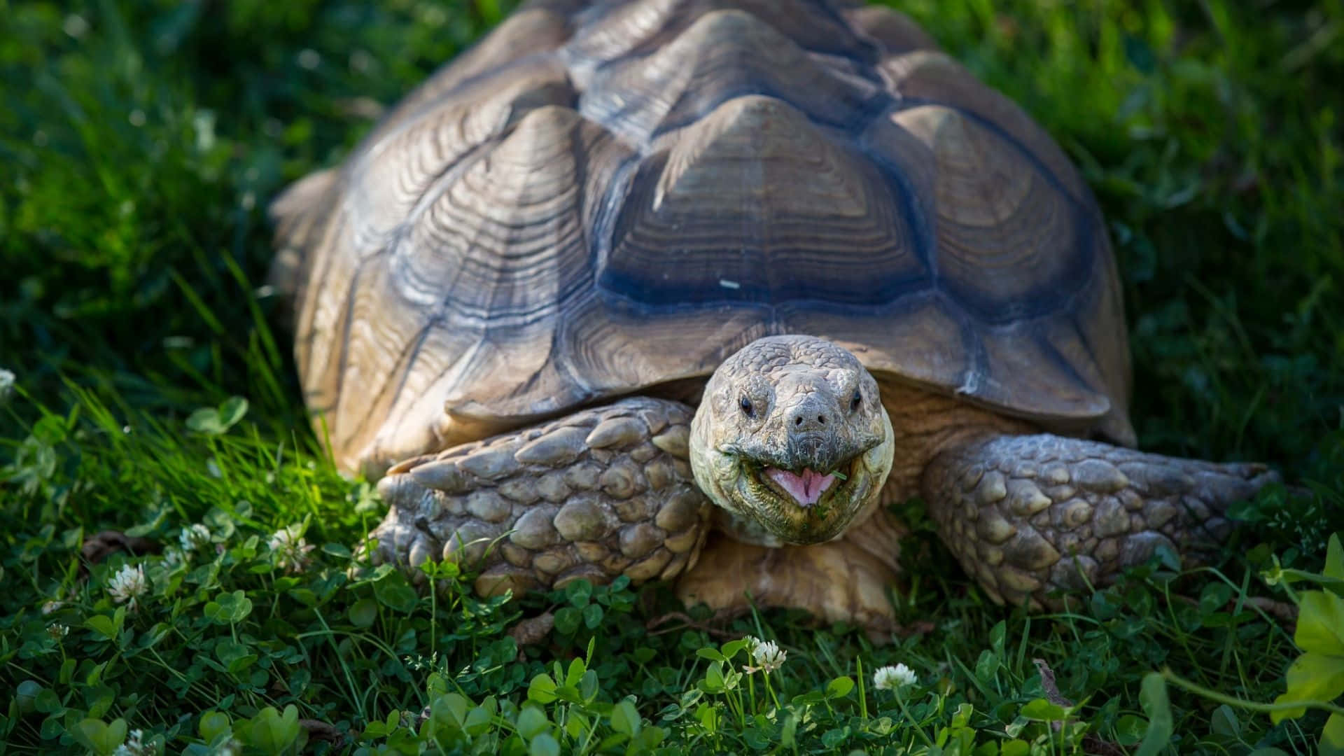 A Tortoise Is Sitting On The Grass