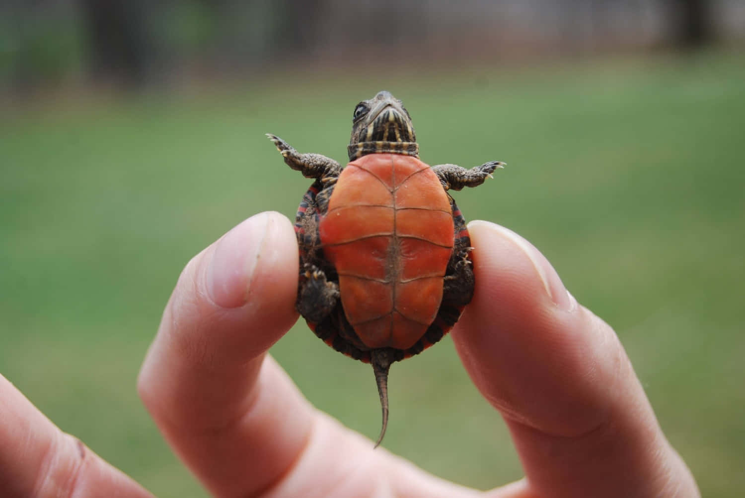 "Life is slow and steady when you're a curious turtle"