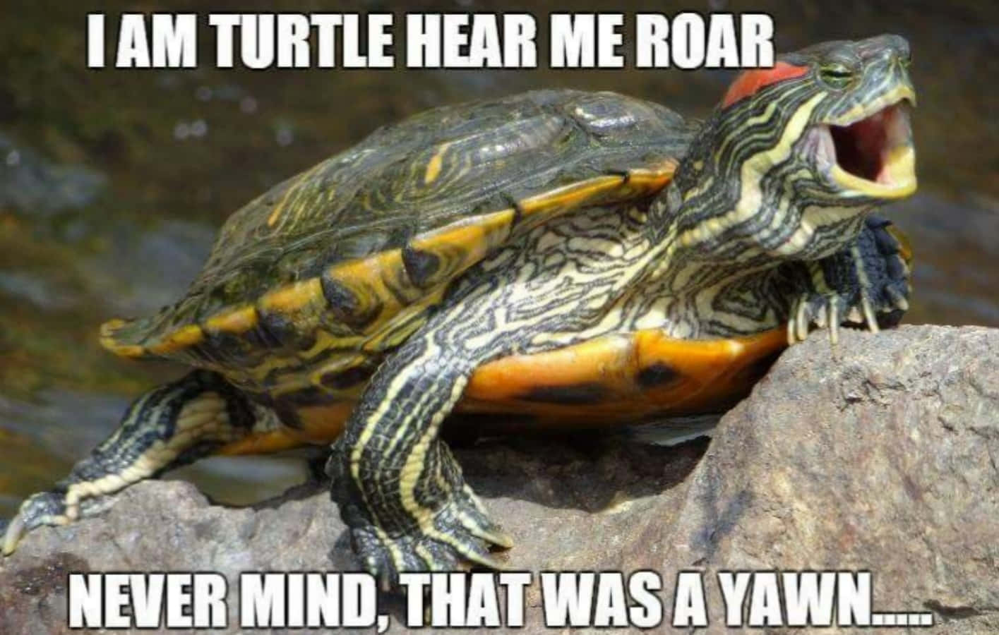 Lustigeschildkrötenbilder Als Meme