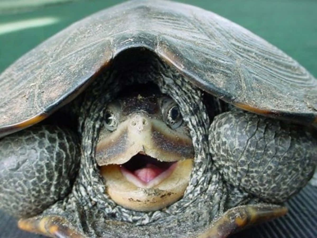 Lustigesbild Einer Lächelnden Schildkröte