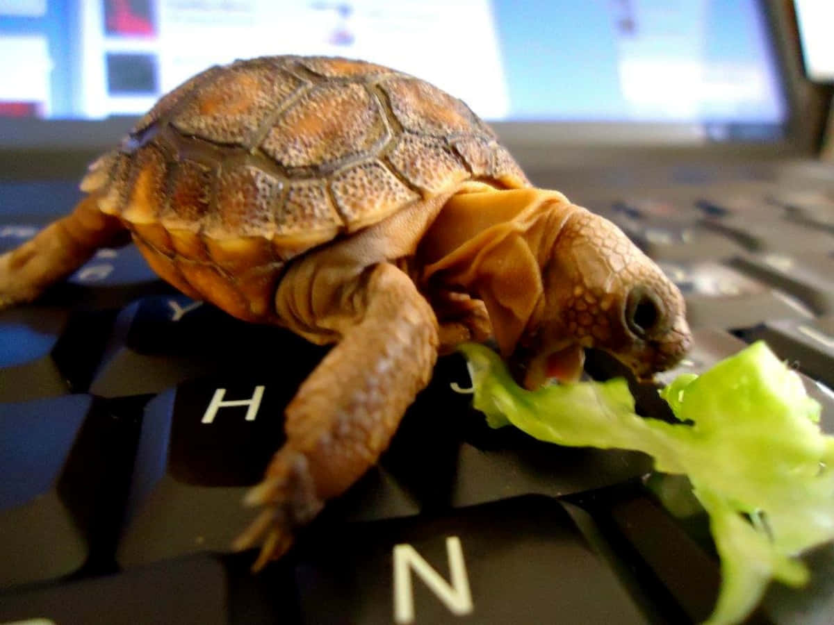 Lustigebilder Von Schildkröten Beim Essen