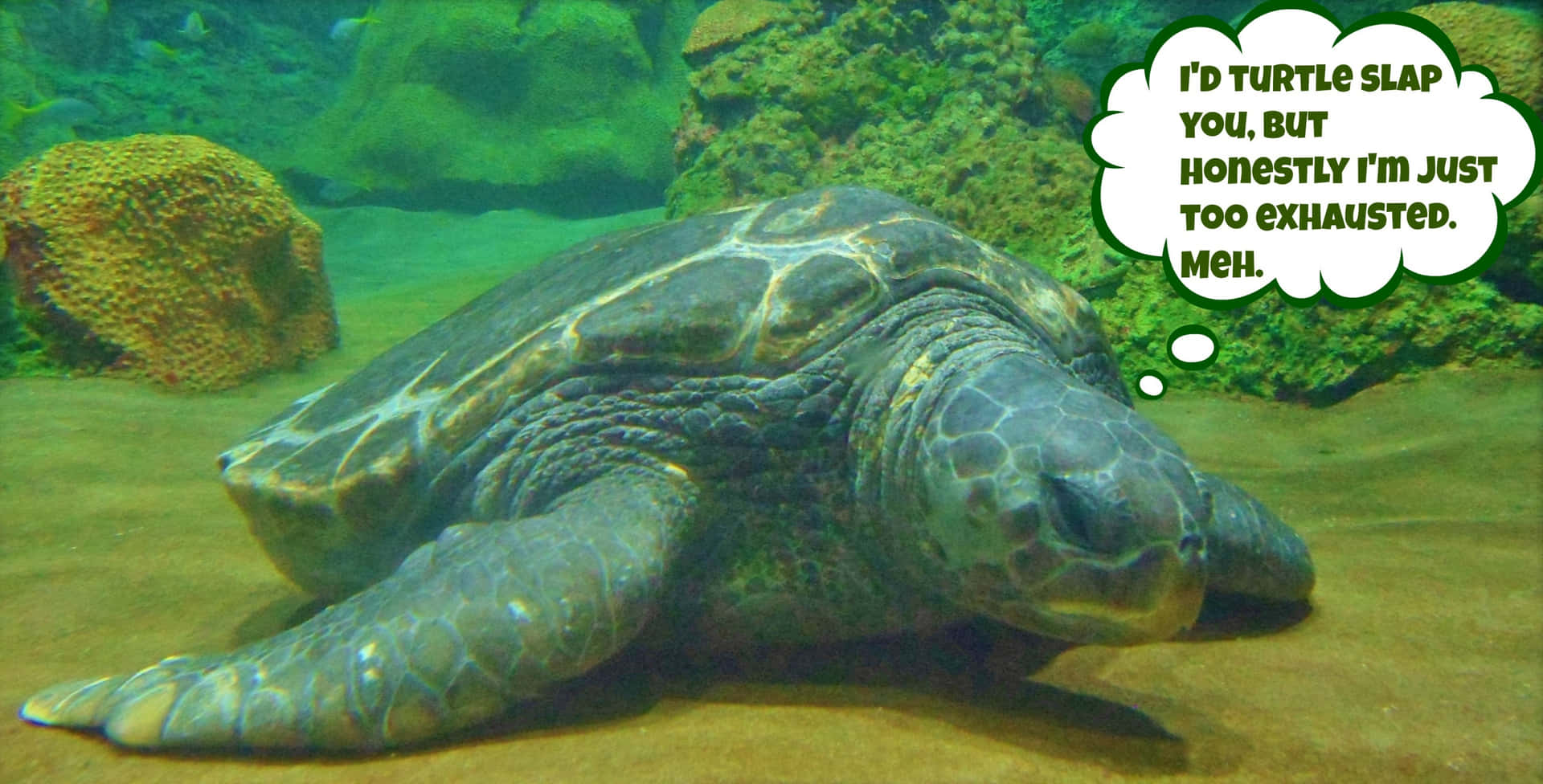 Denne sjove skildpadde har mange grunde til at smile