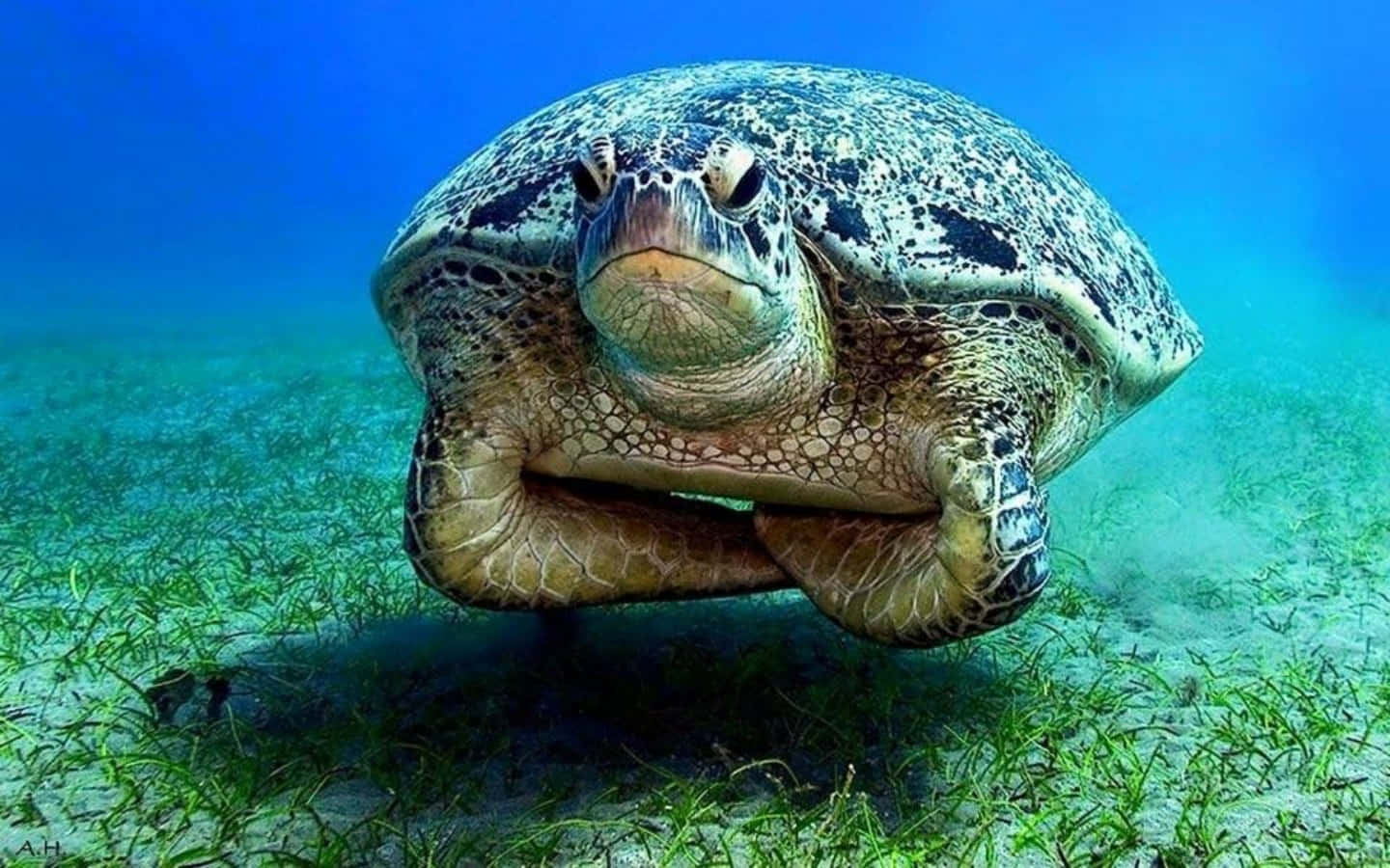 turtle funny