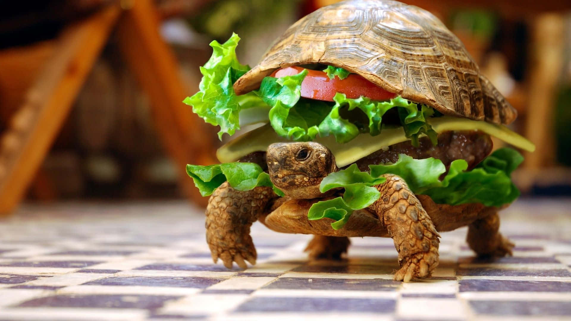 Eineschildkröte Läuft Mit Einem Hamburger Auf Dem Rücken Herum.