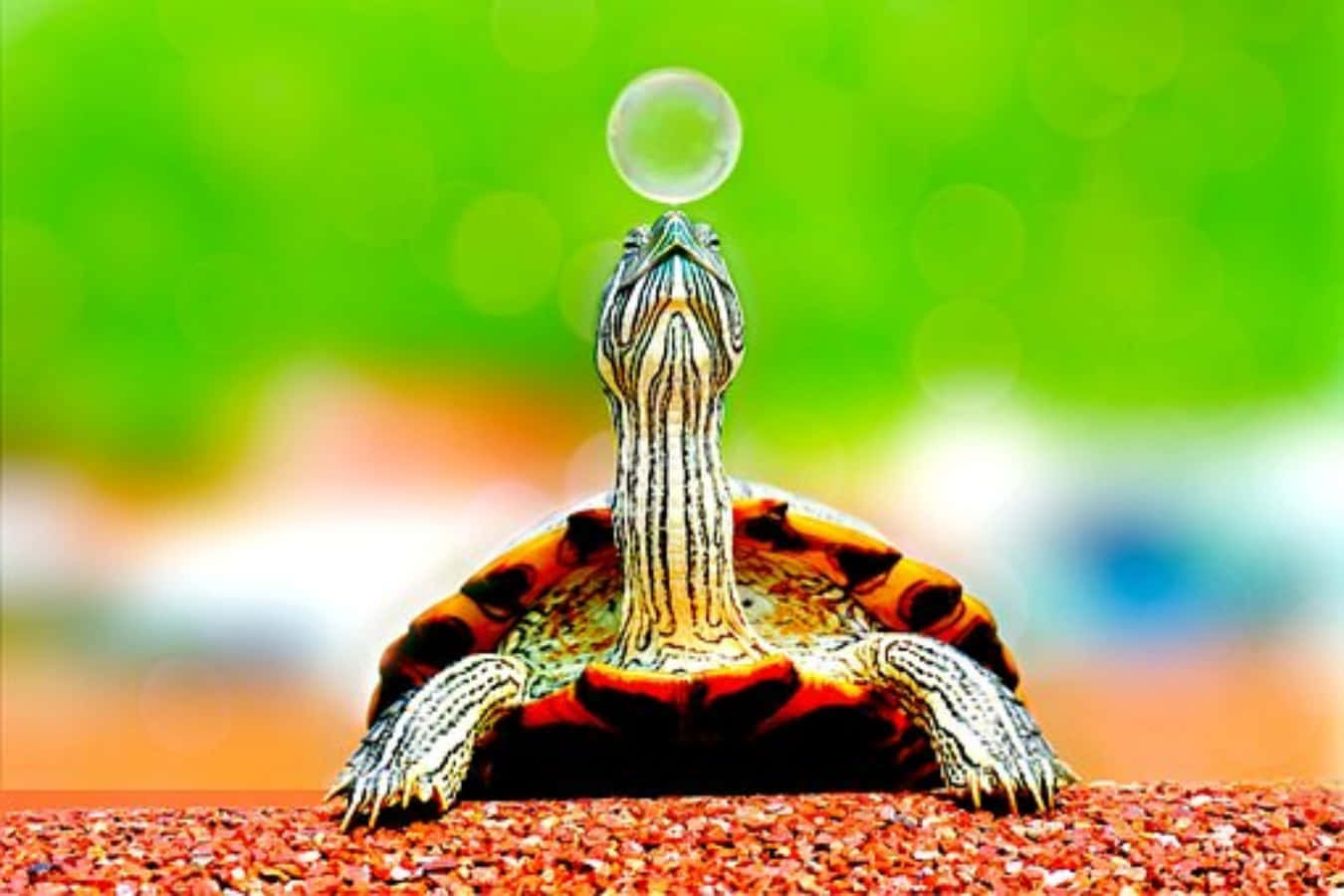 Skildpadde med bobler på dens hoved