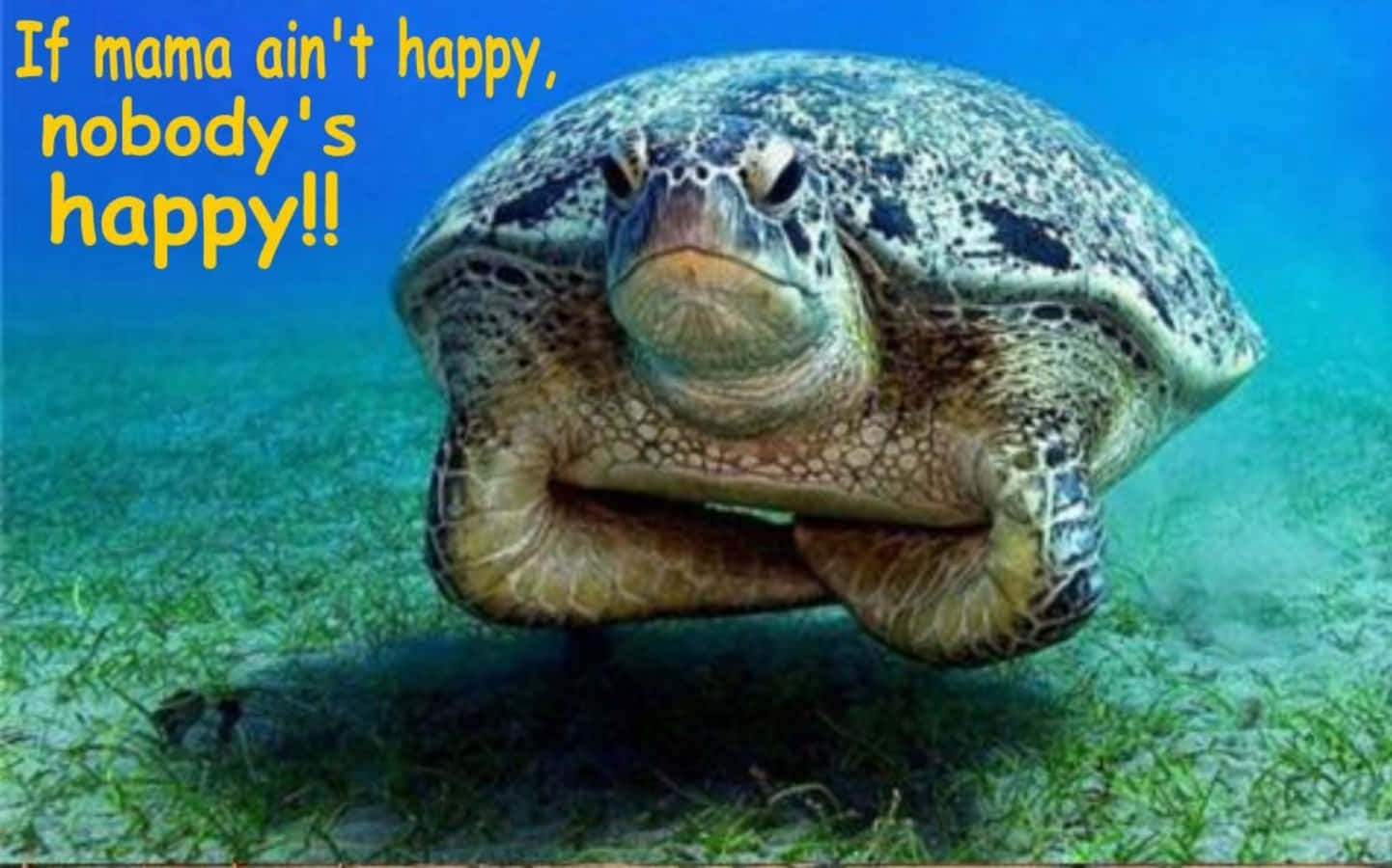 Smiling sea turtle enjoying the ocean