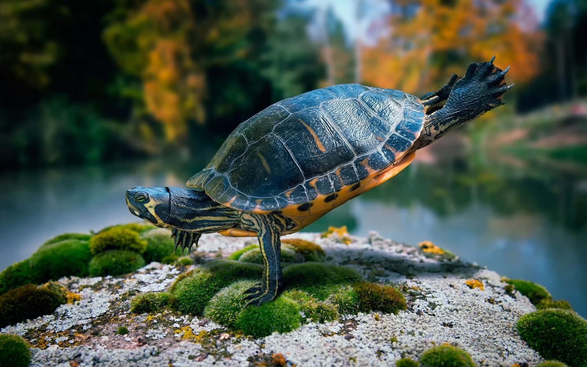 Eineschildkröte Steht Auf Moos Im Wasser.