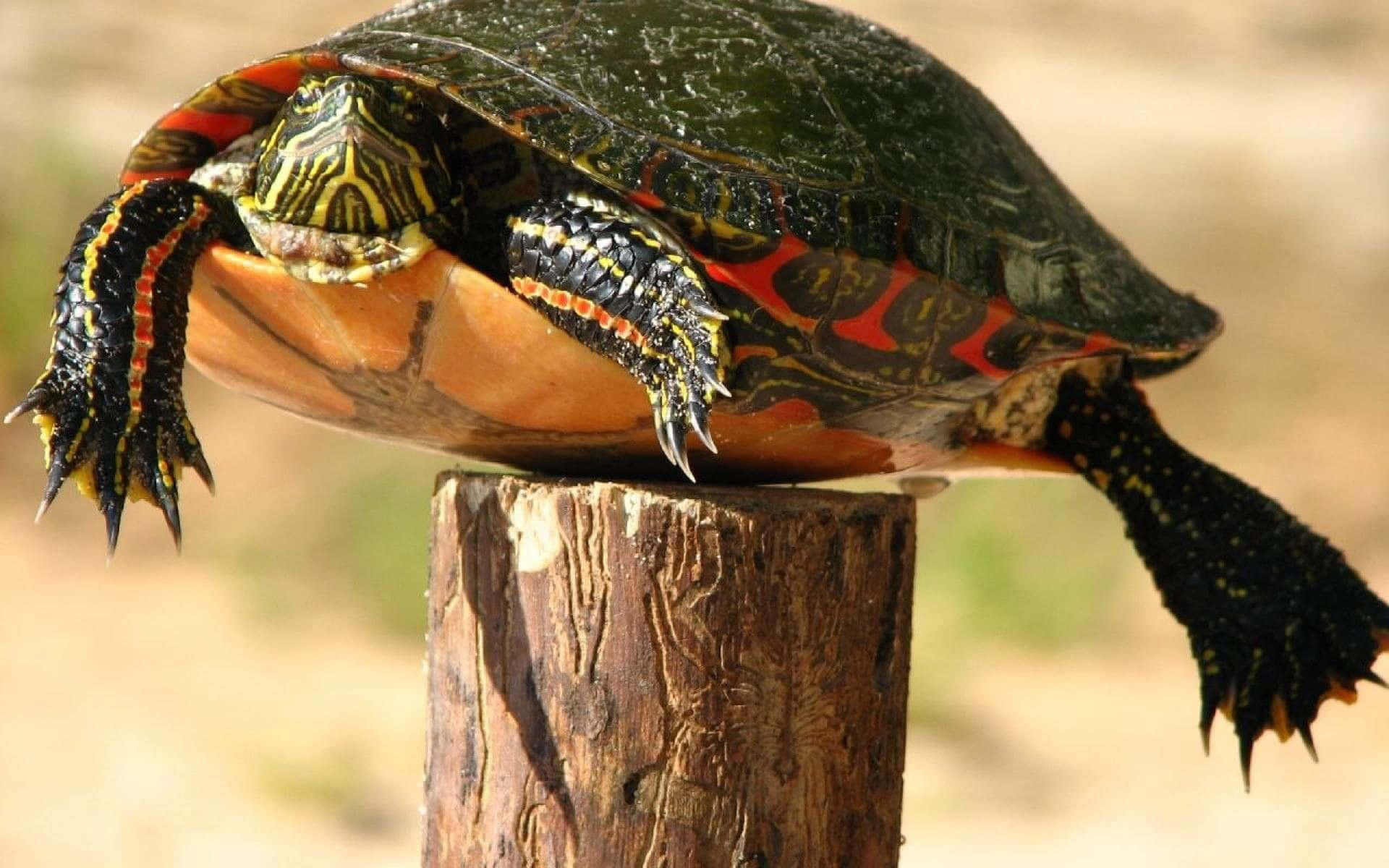 A Red-eared Slider Turtle Is Sitting On Top Of A Wooden Post