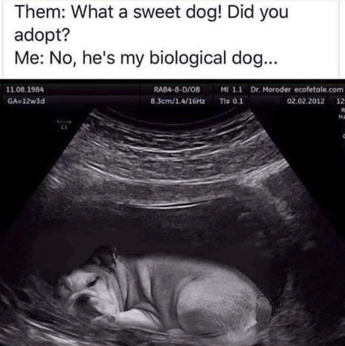 Funny Dog Ultrasound Pictures