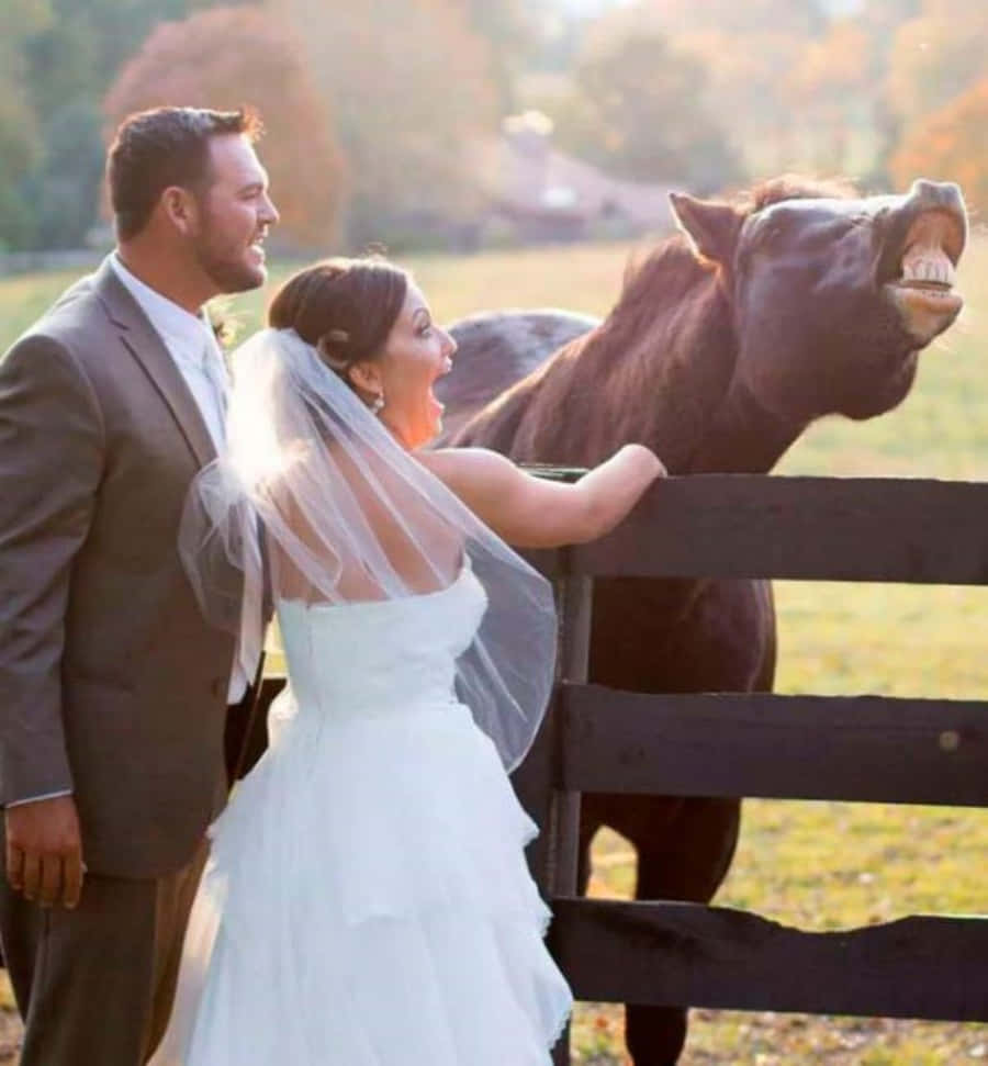 Funny Wedding Pictures Horse