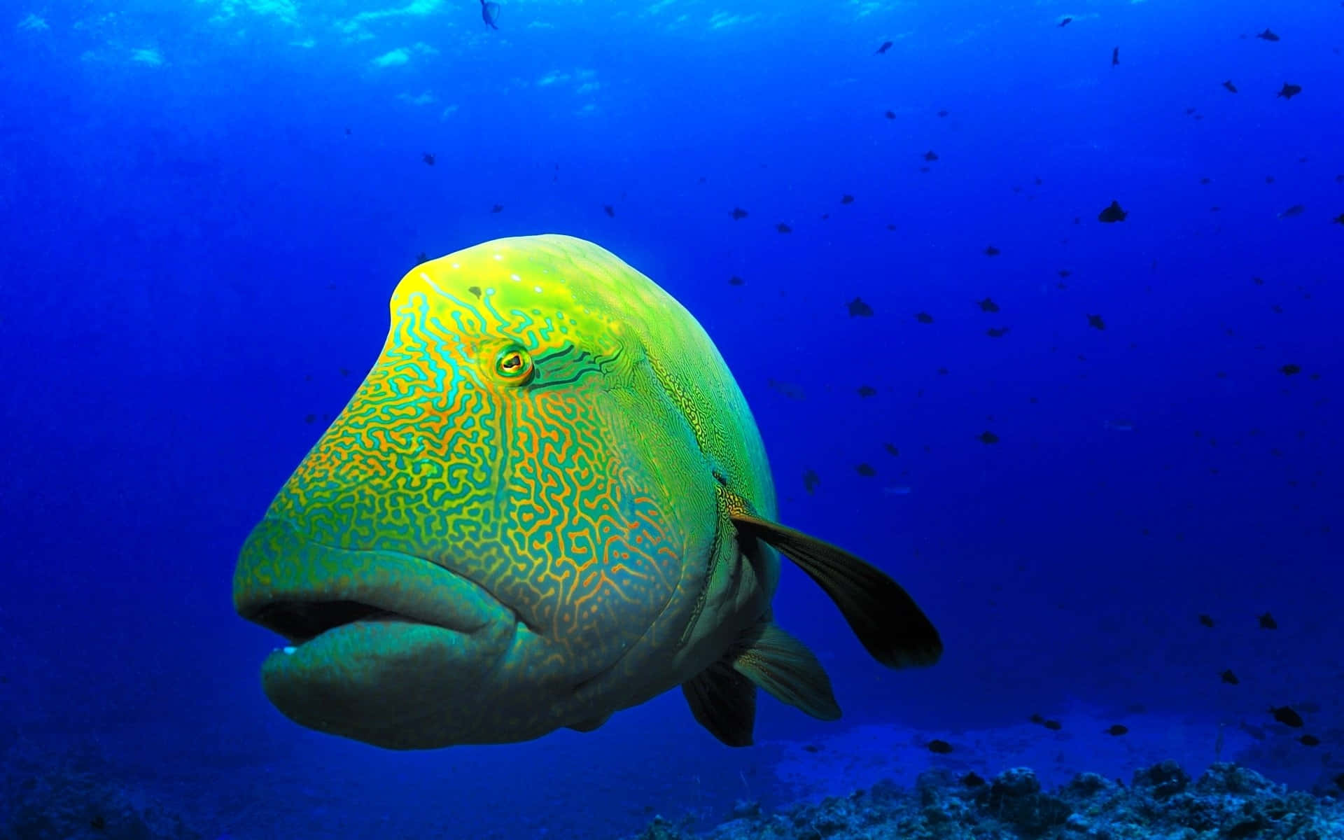 Funny Yellow-green Fish Picture