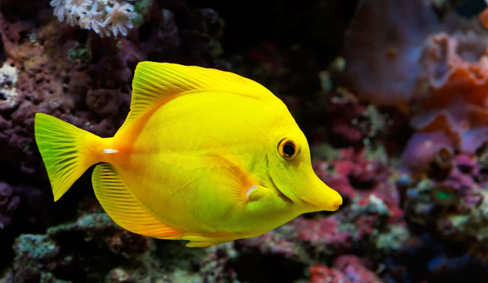 Funny Yellow Tang Fish Picture
