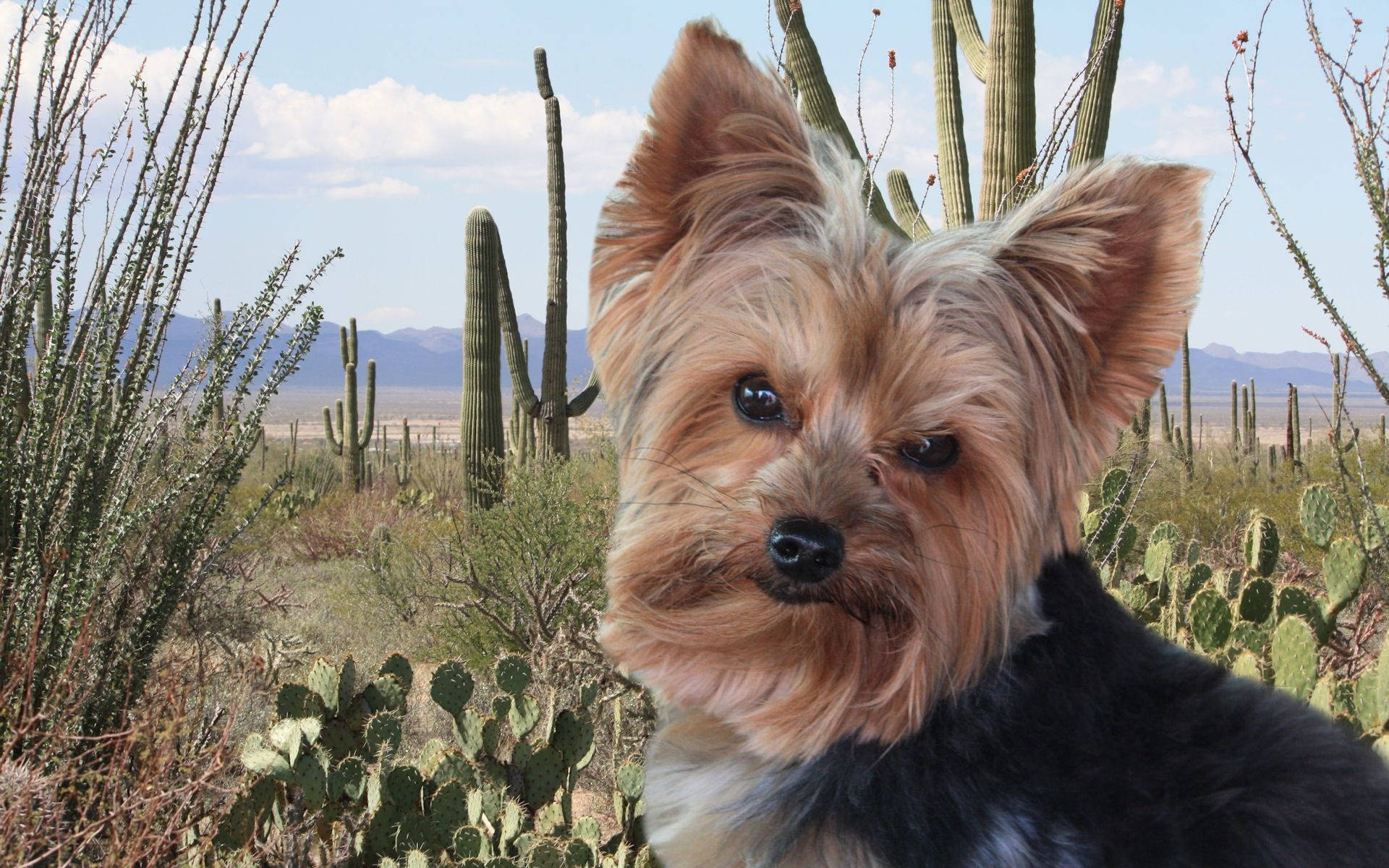 Engraçadoyorkshire Terrier No Deserto. Papel de Parede