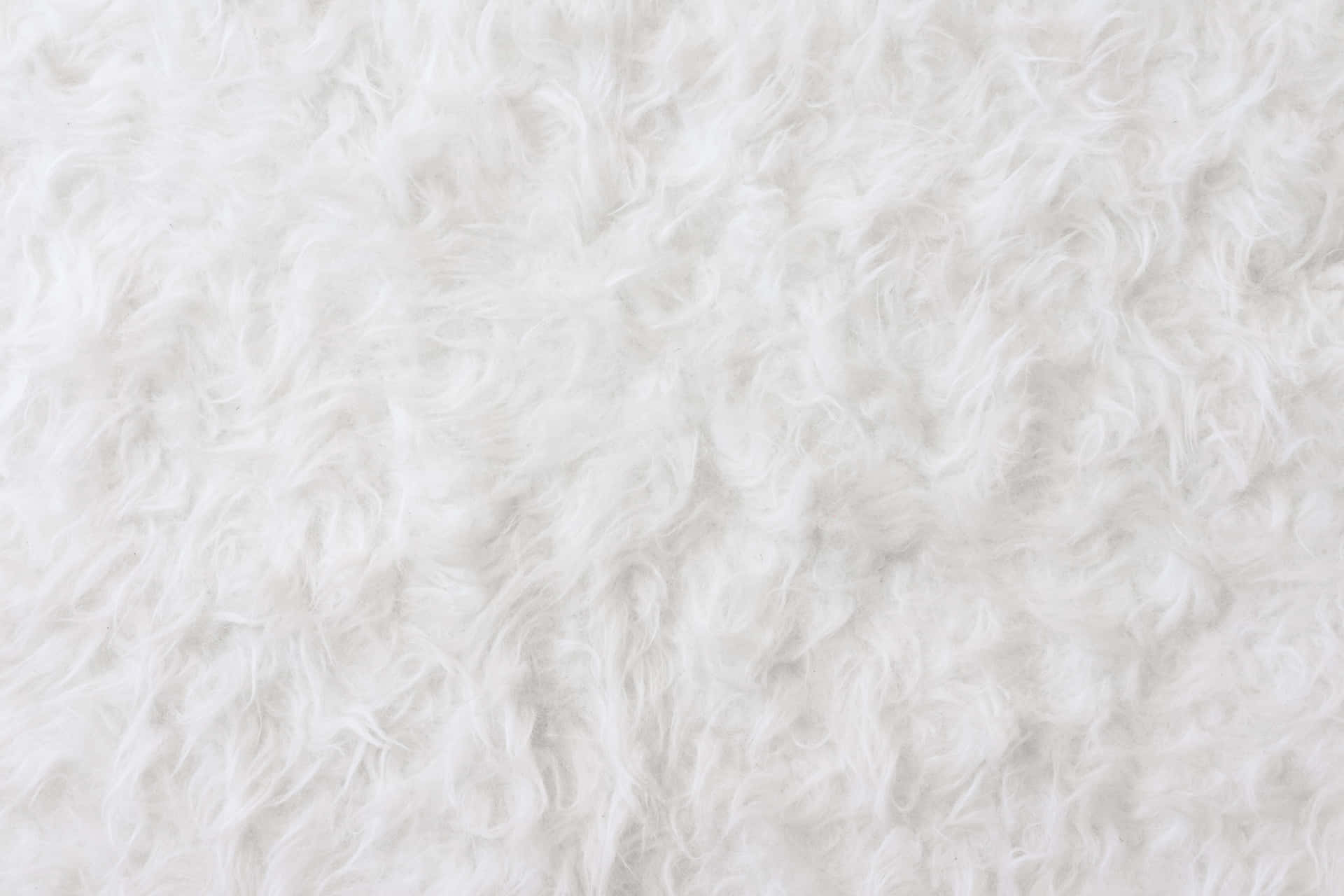 White Furry Background With White Fur