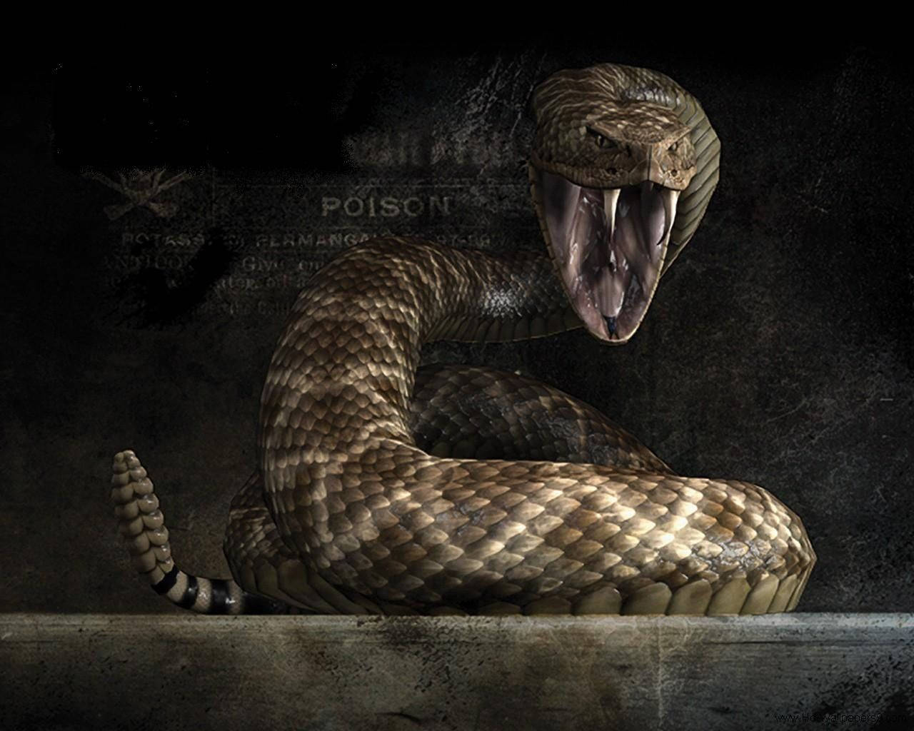 Furious Viper Snake Wallpaper