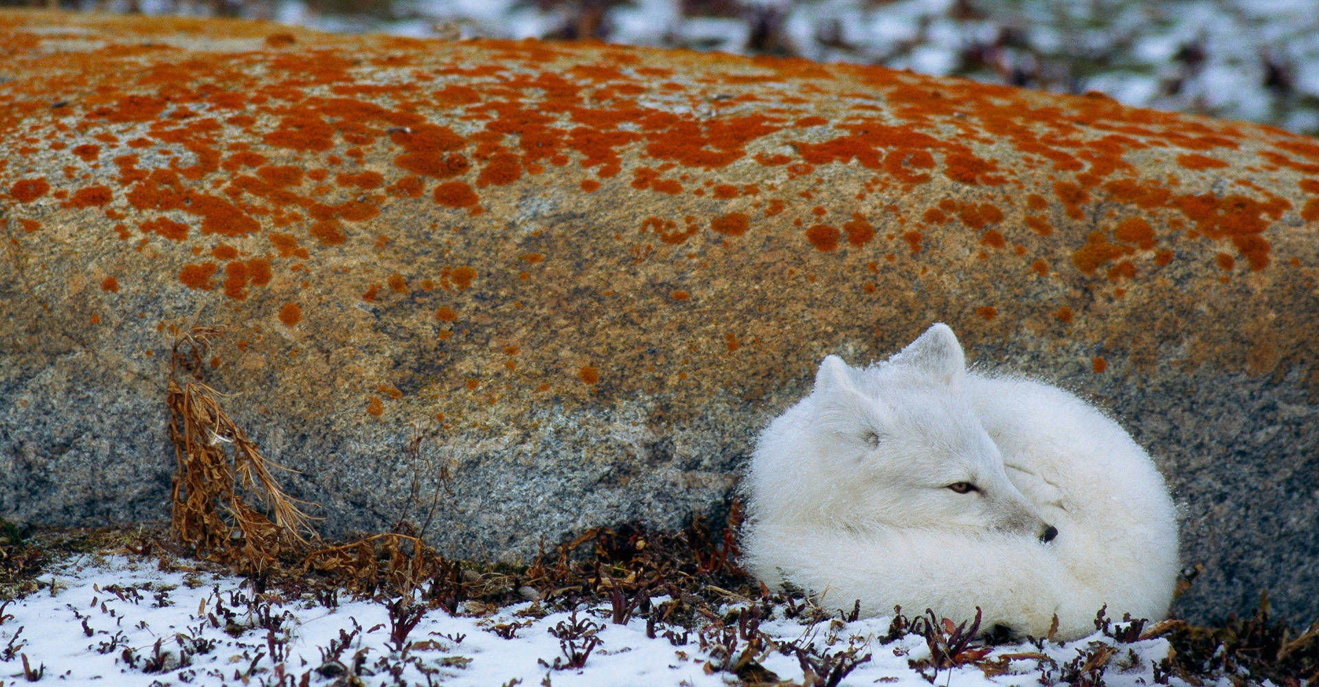 Furry Arctic Fox Curled Up Wallpaper