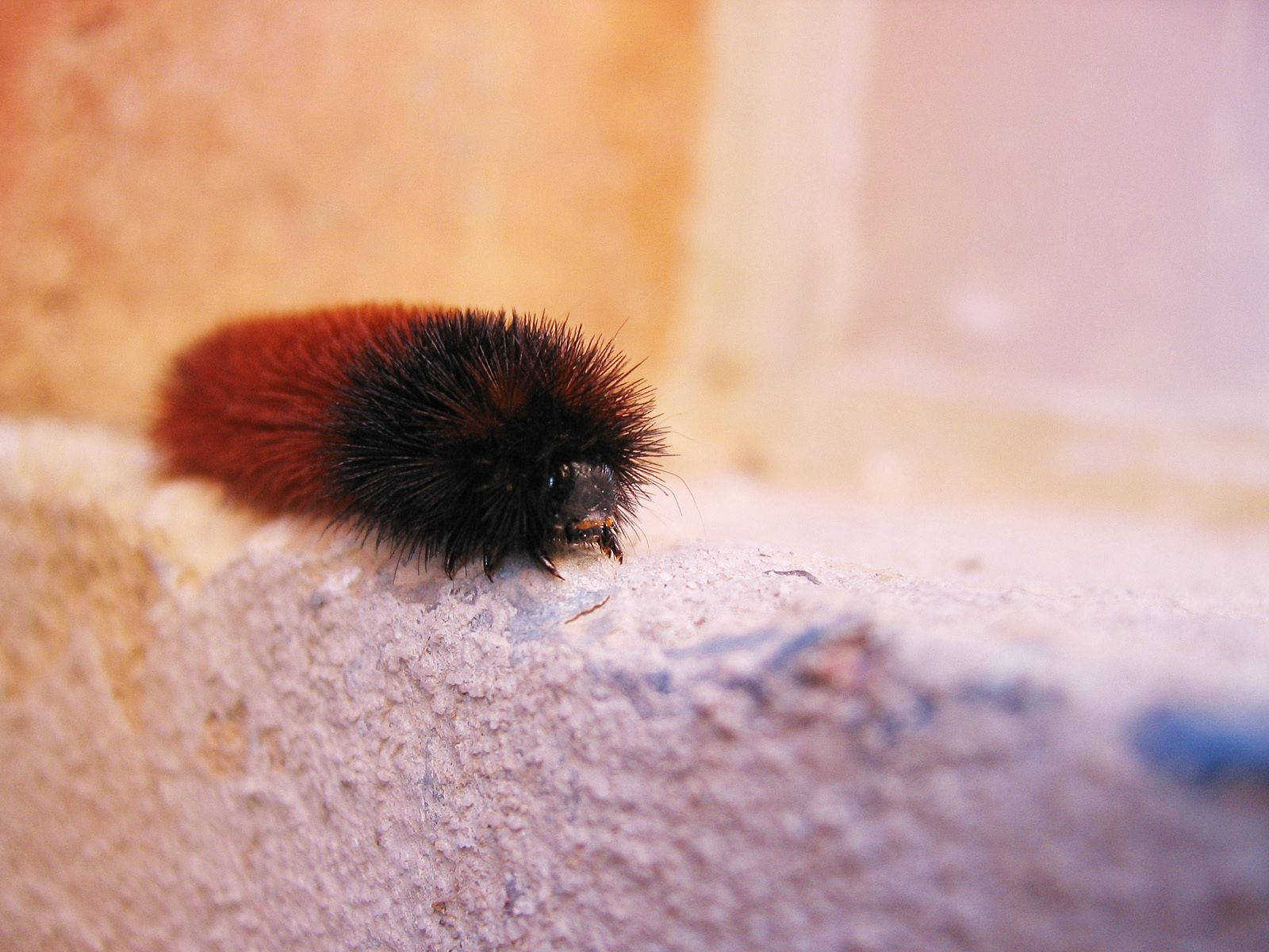 A Furry Caterpillar Crawling Wallpaper