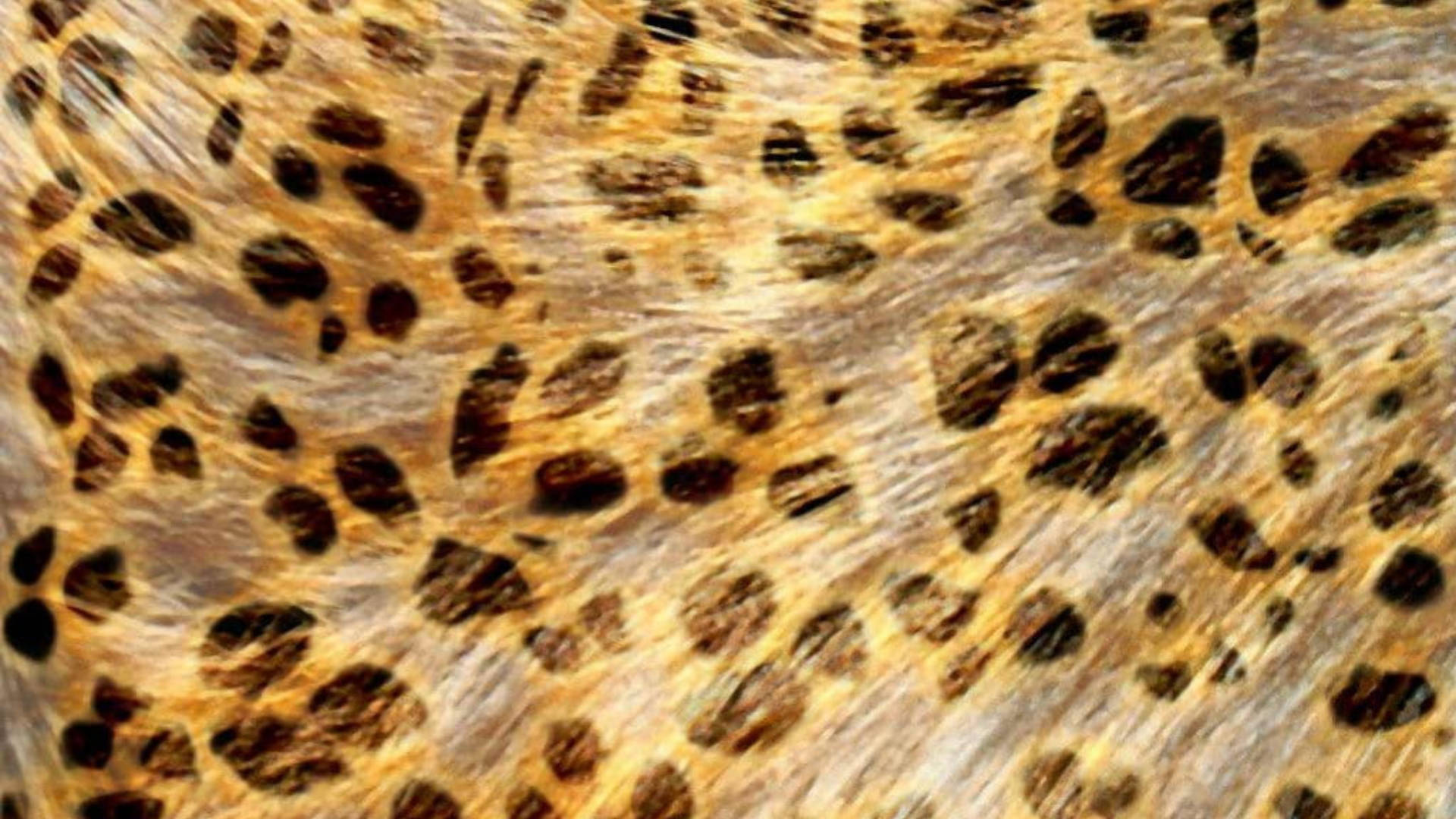 Furry Cute Leopard Print Wallpaper
