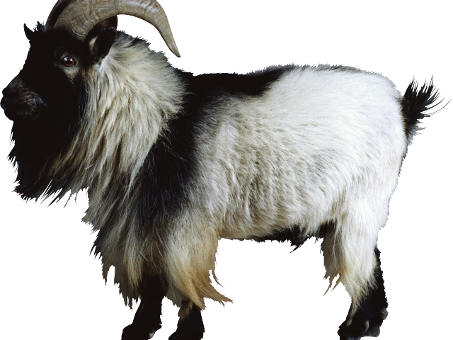 Furry Goatwith Curved Horns PNG