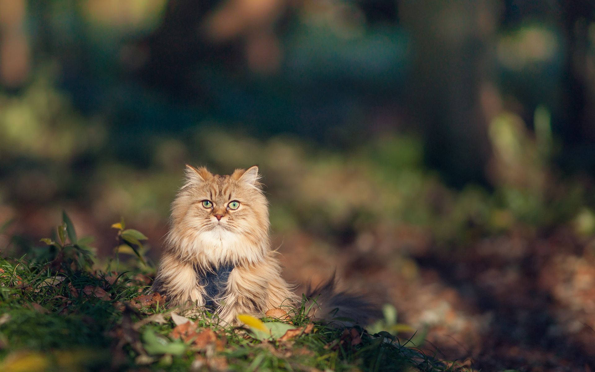 Furry Kitten On Wild Background