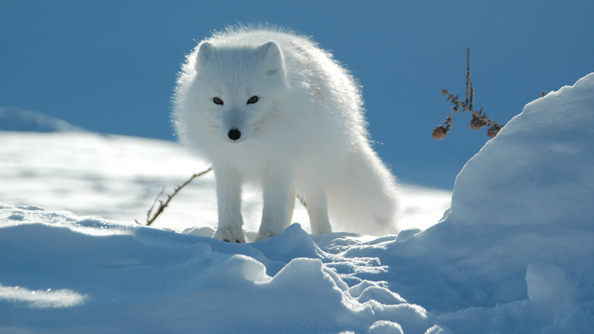 Furry Snow Arctic Fox Wallpaper