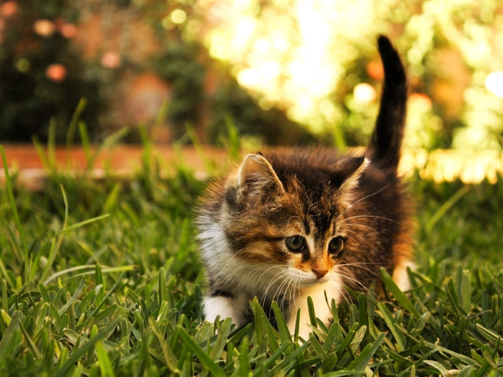 Furry Tabby Kitten Background