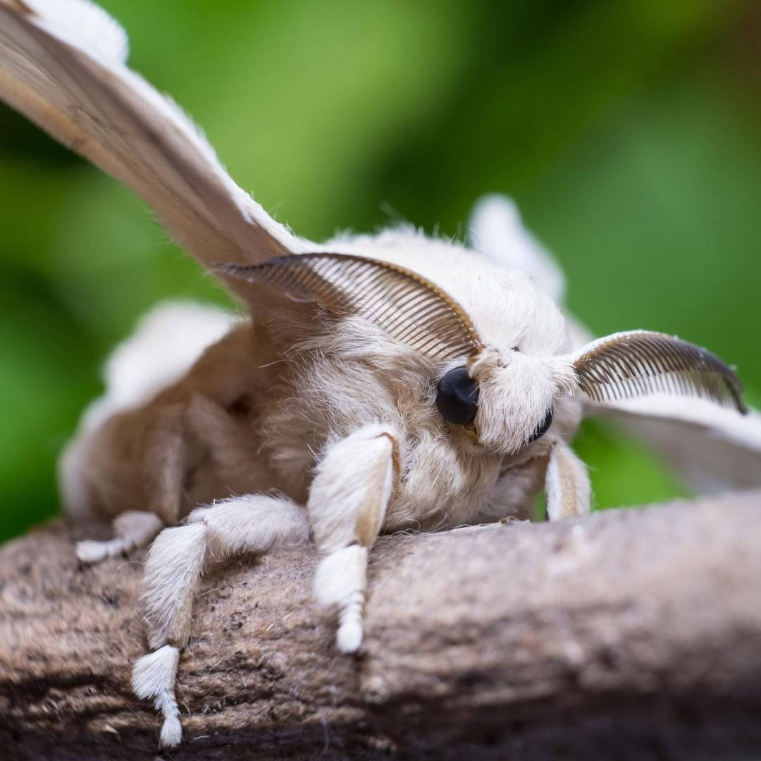White Silkmoth Poodle perching on a branch Wallpaper