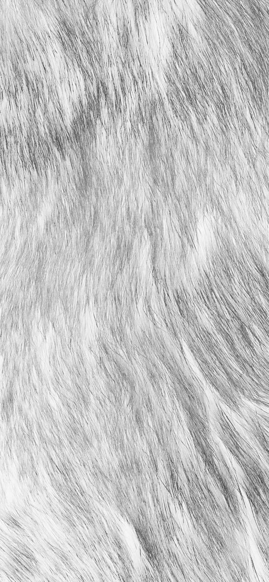 Fuzzy Gray Fur Wallpaper
