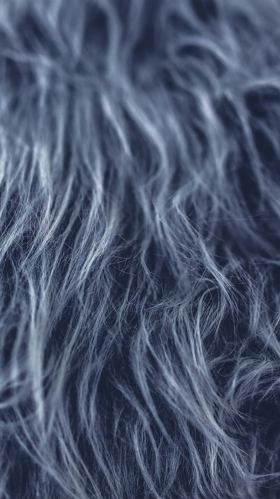 Fuzzy Gray Hair Wallpaper