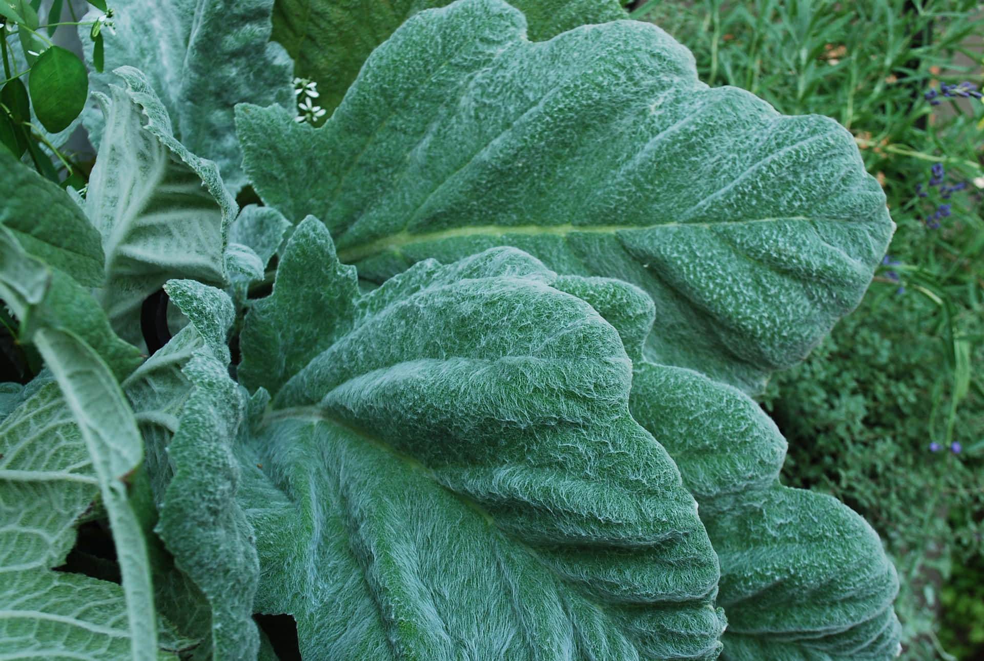 Fuzzy Green Leaves Texture Wallpaper